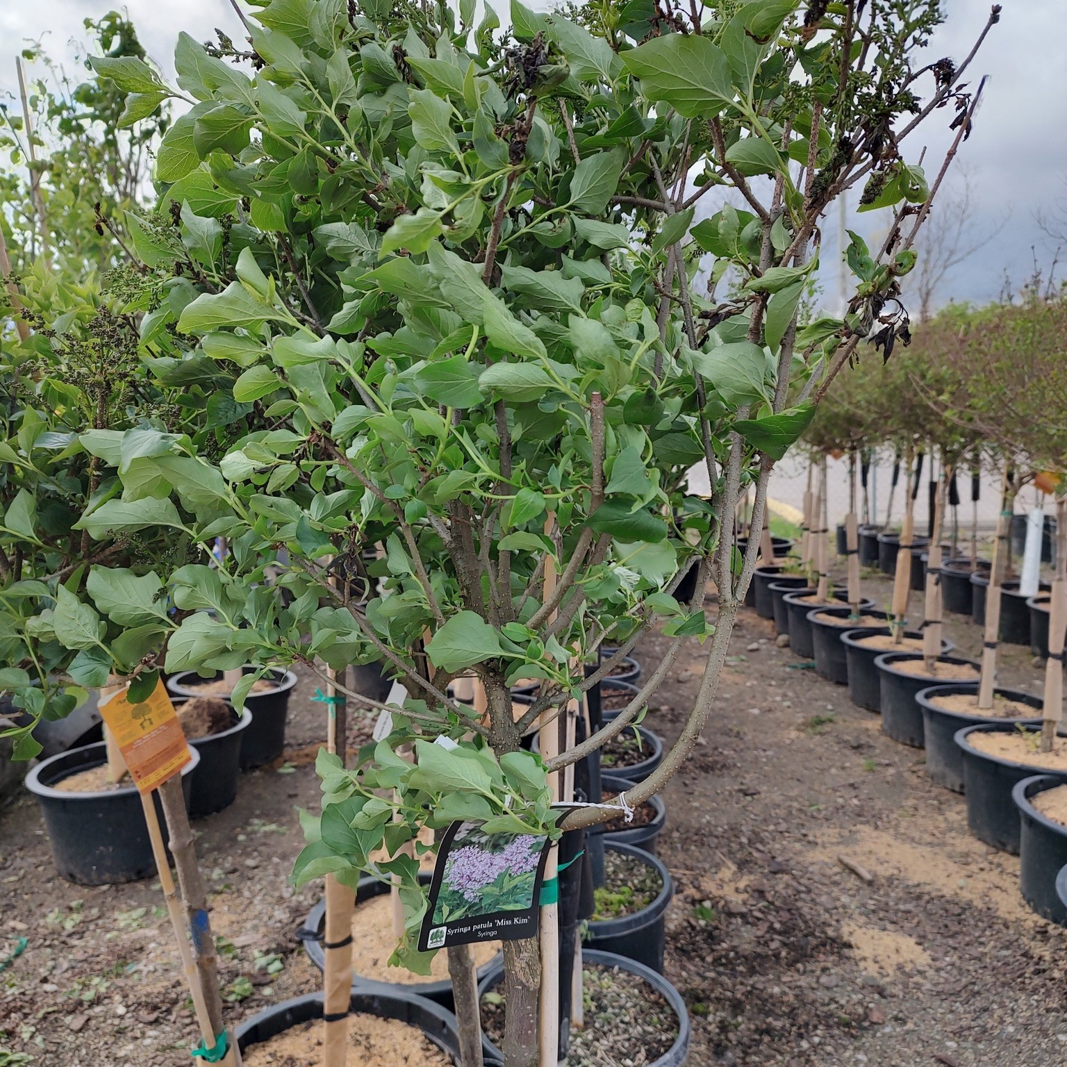 Kurtz Bros Mulch & Soils