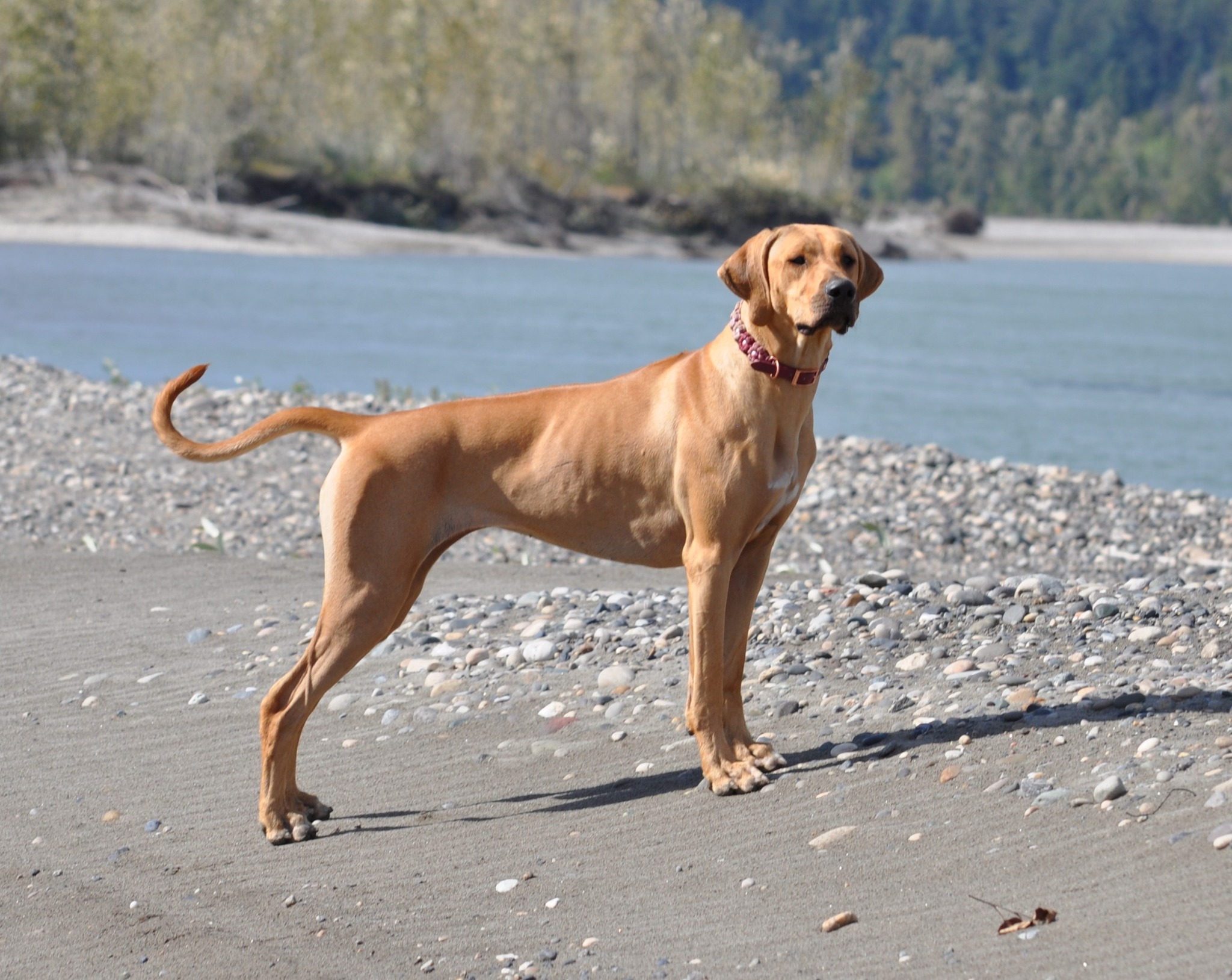 Of Course Rhodesian Ridgebacks | Vancouver BC