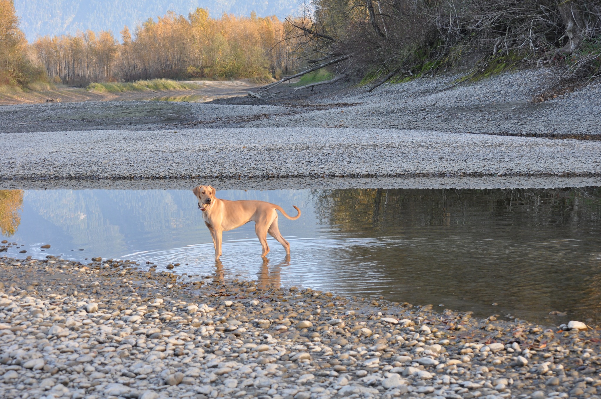 Of Course Rhodesian Ridgebacks | Vancouver BC