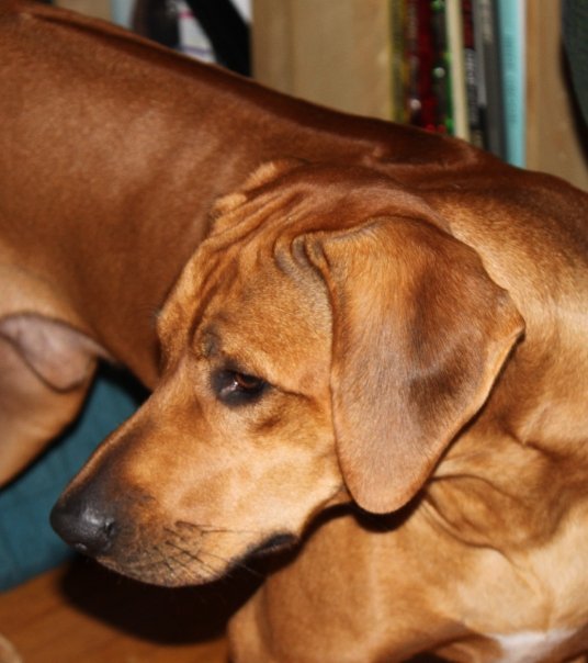 Of Course Rhodesian Ridgebacks | Vancouver BC