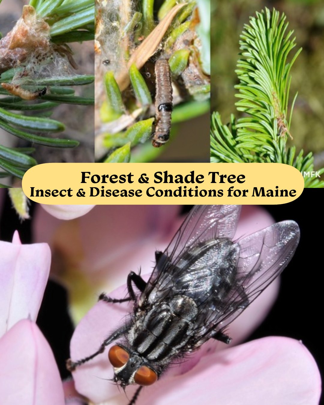 “Friendly” Flies? Viral and fungal pathogens contributing to browntail ...