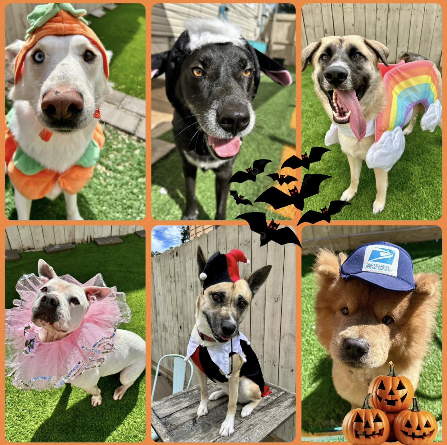 🎃👻 Happy Howl-o-ween from all of us at... - Take Paws Rescue | Facebook