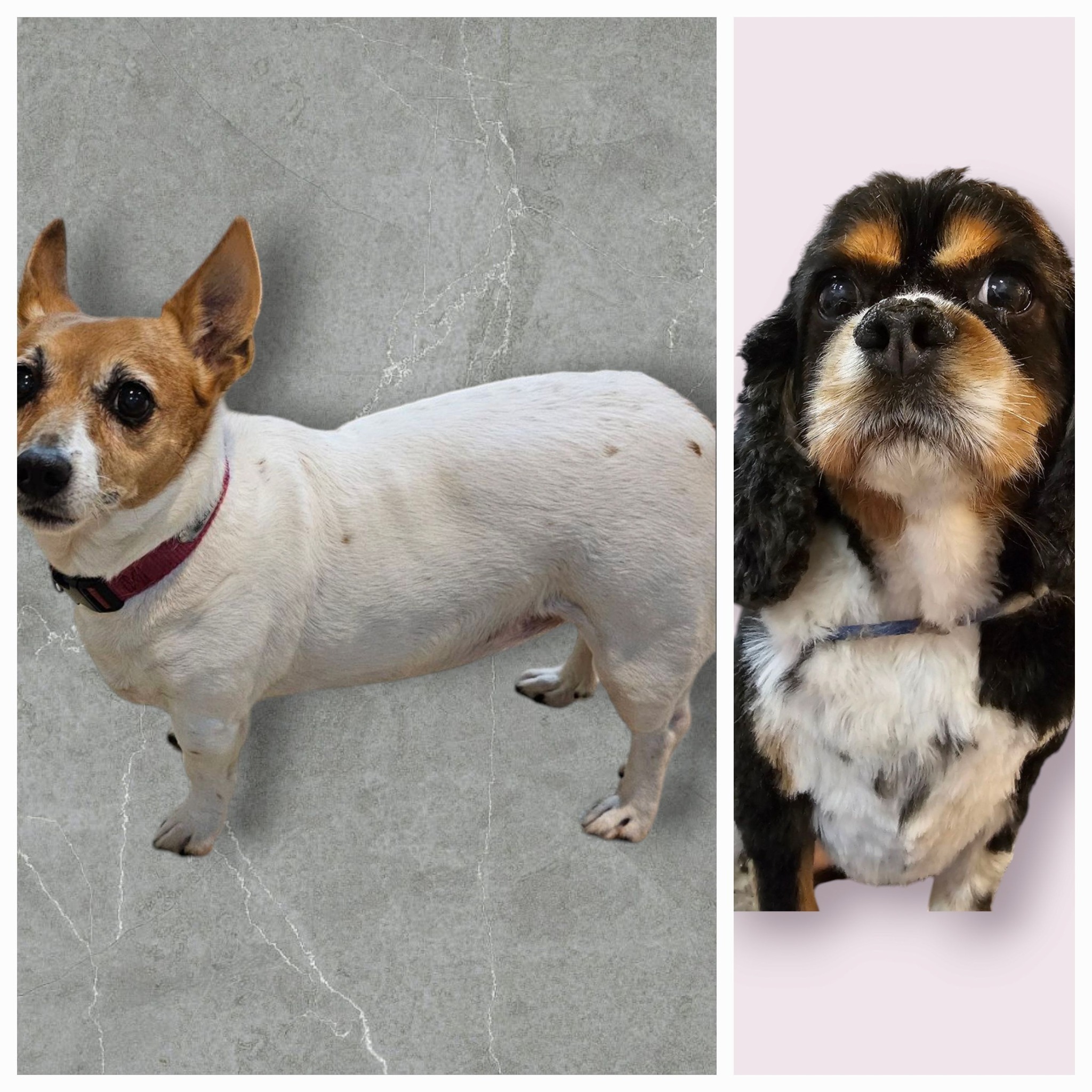 Boo Boo & Max's Grooming Salon | Seymour TN
