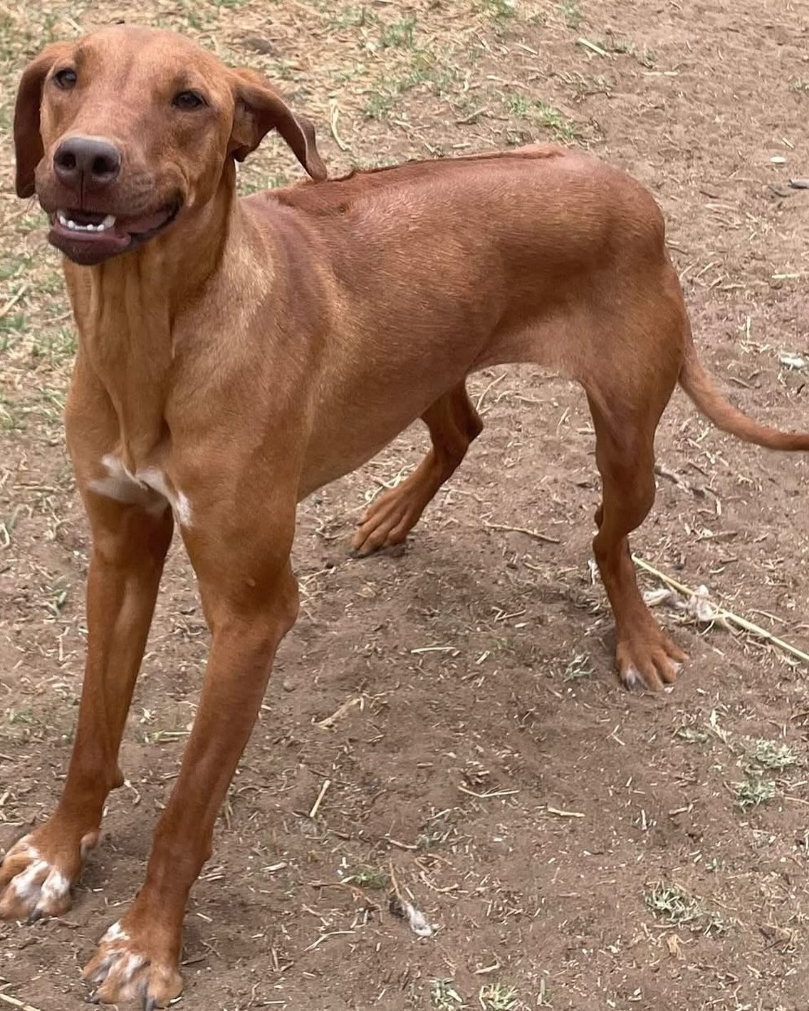 Ridgeback Rehab - Spectacular Update. Stan the man waiting for his ...