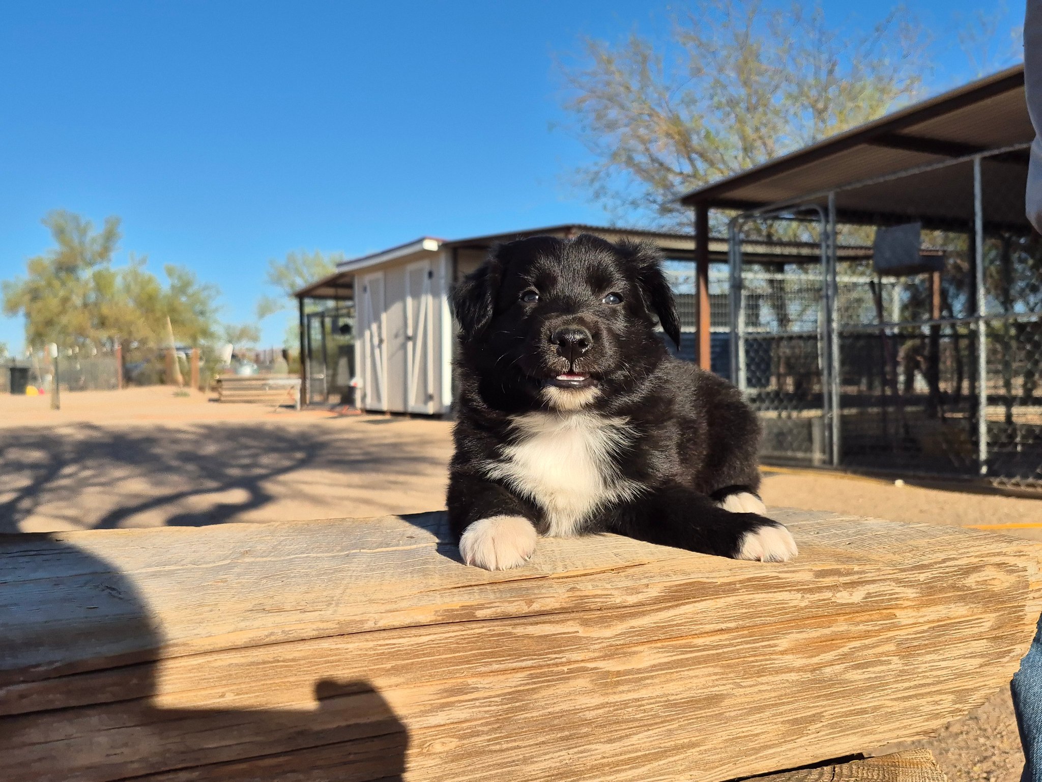 Iron Side Ranch Australian Shepherds | Marana AZ