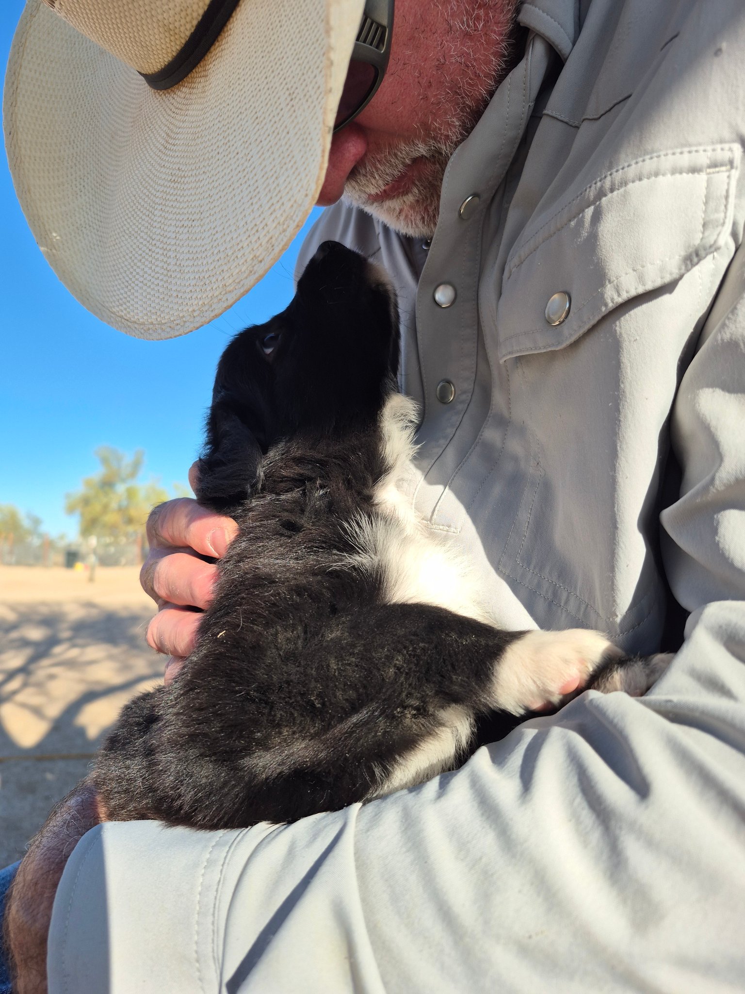 Iron Side Ranch Australian Shepherds | Marana AZ