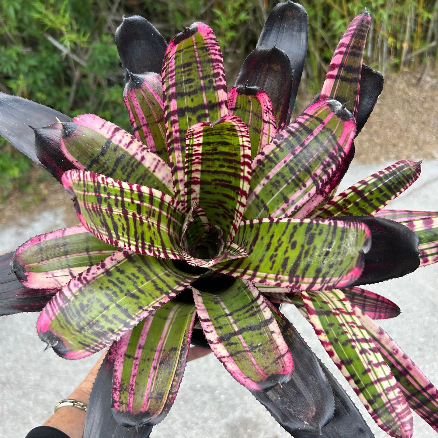 This NEOREGELIA CAPTAIN MOXLEY is still a very young bromeliad