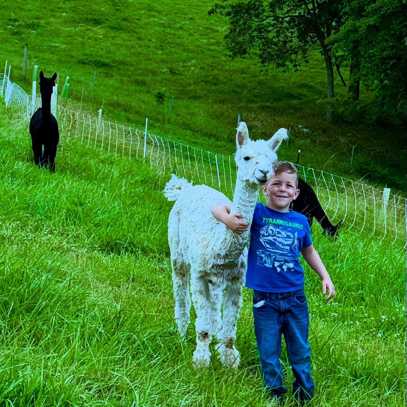 Who needs an #alpaca hug? While alpacas... - River Hill Ranch | Facebook