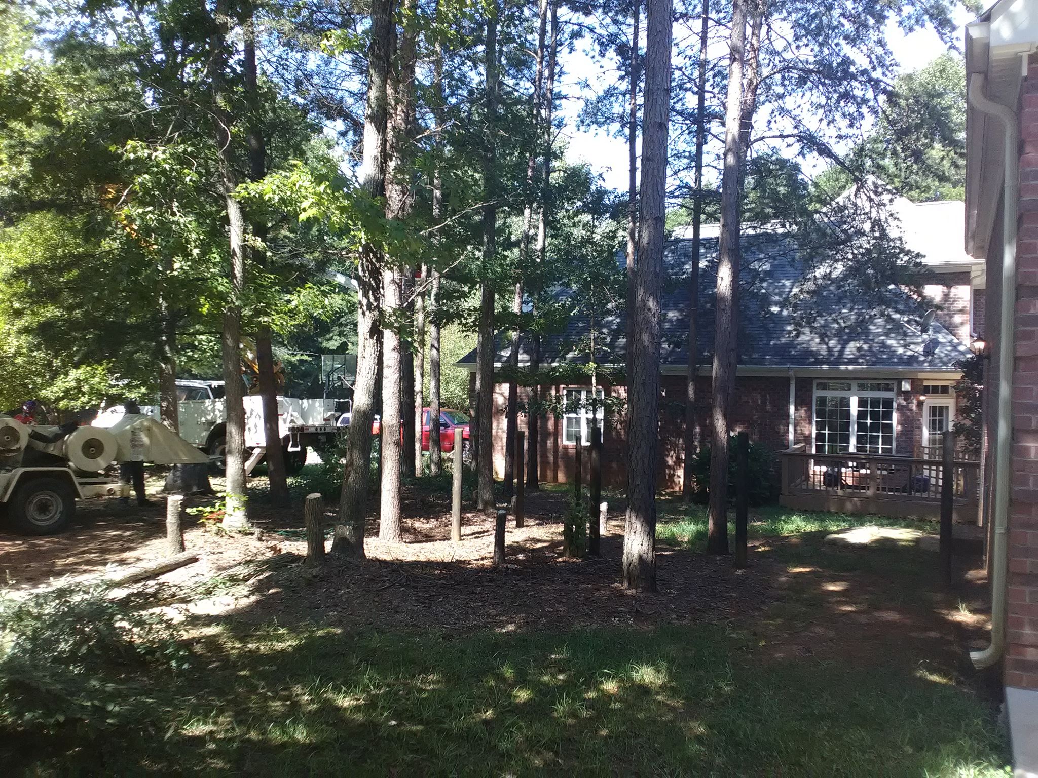Trees r us | Salisbury NC