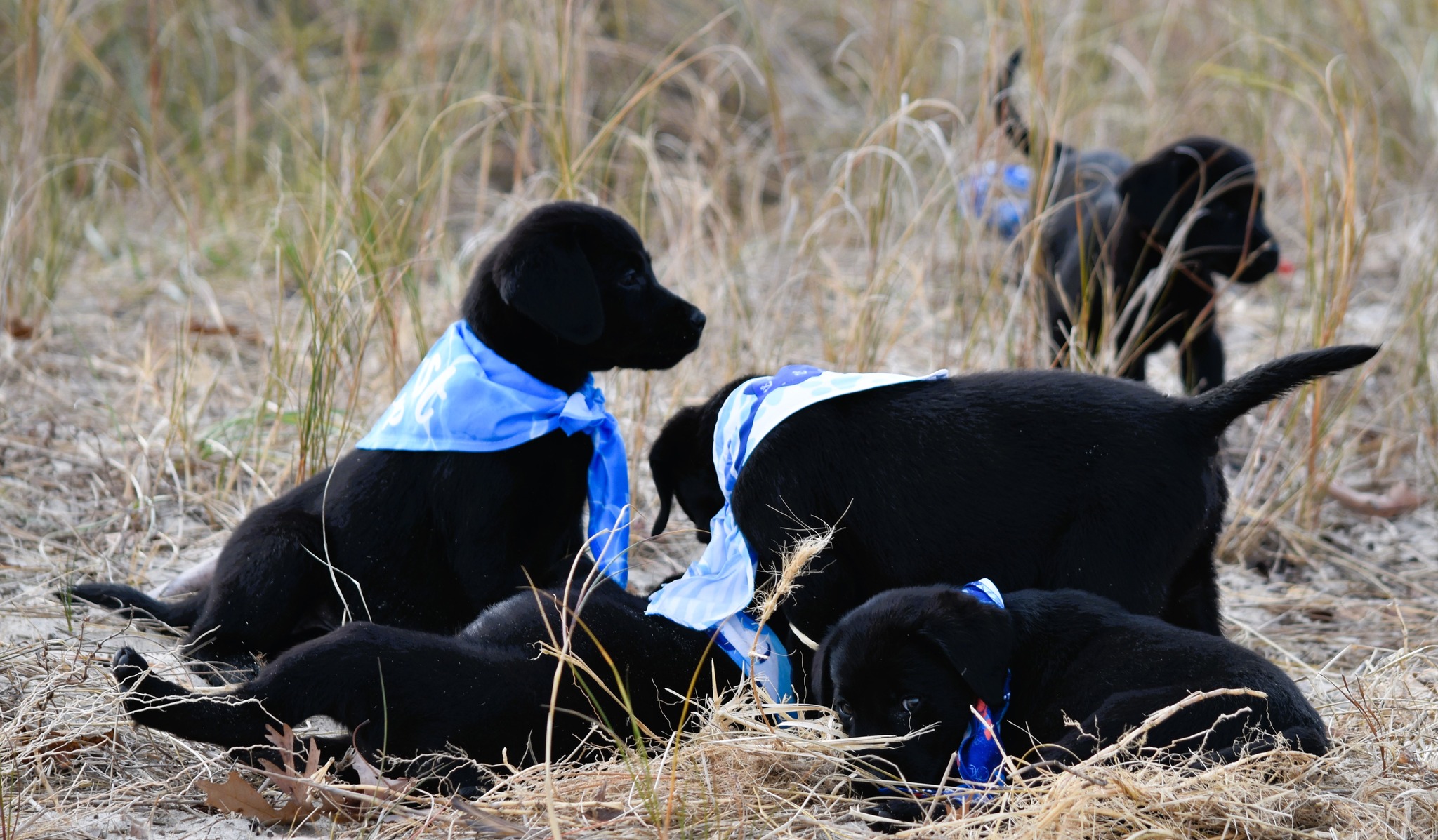 Blue Ridge Lane... - Blue Ridge Lane Labrador Retrievers