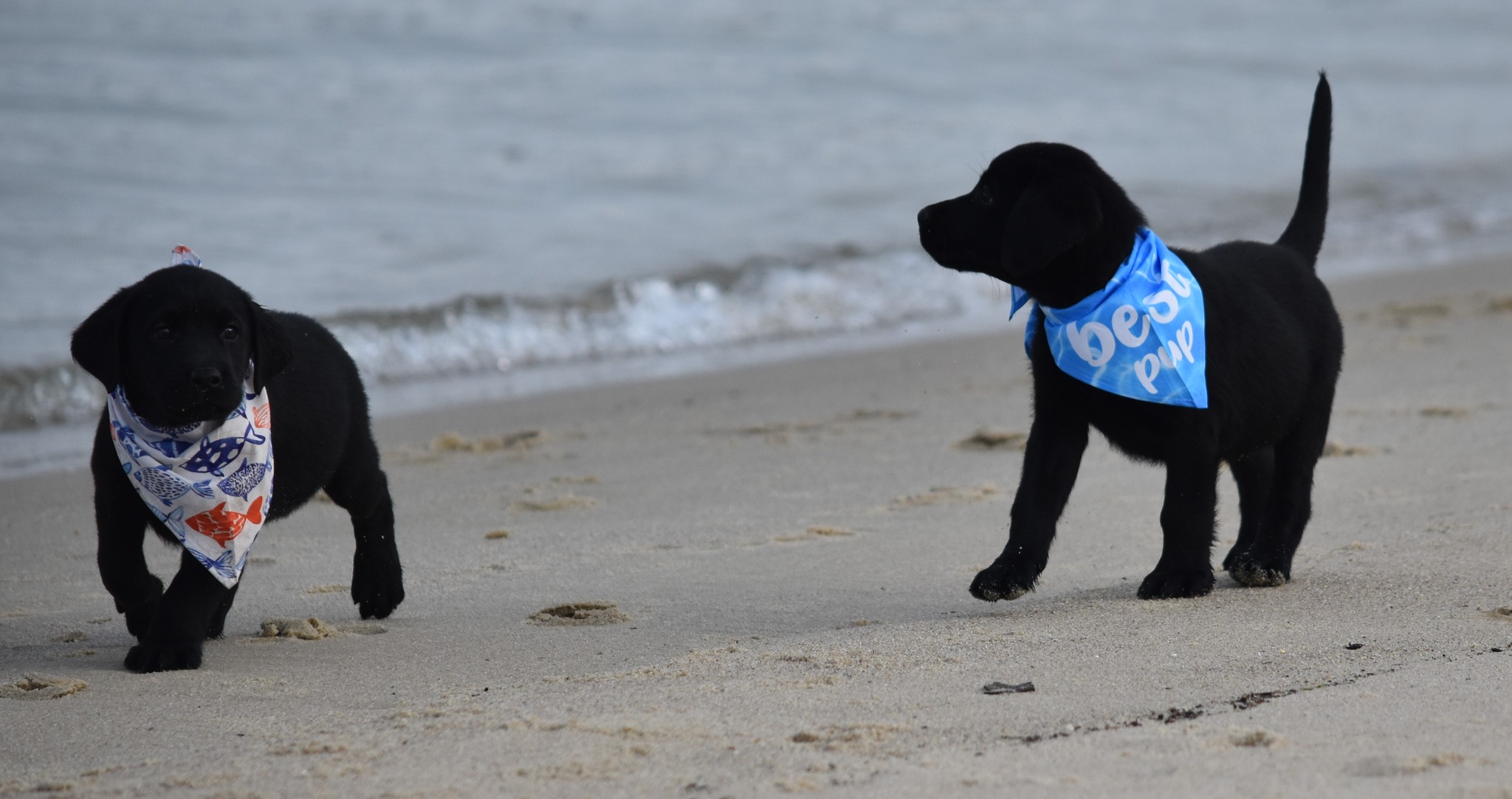 Blue Ridge Lane... - Blue Ridge Lane Labrador Retrievers