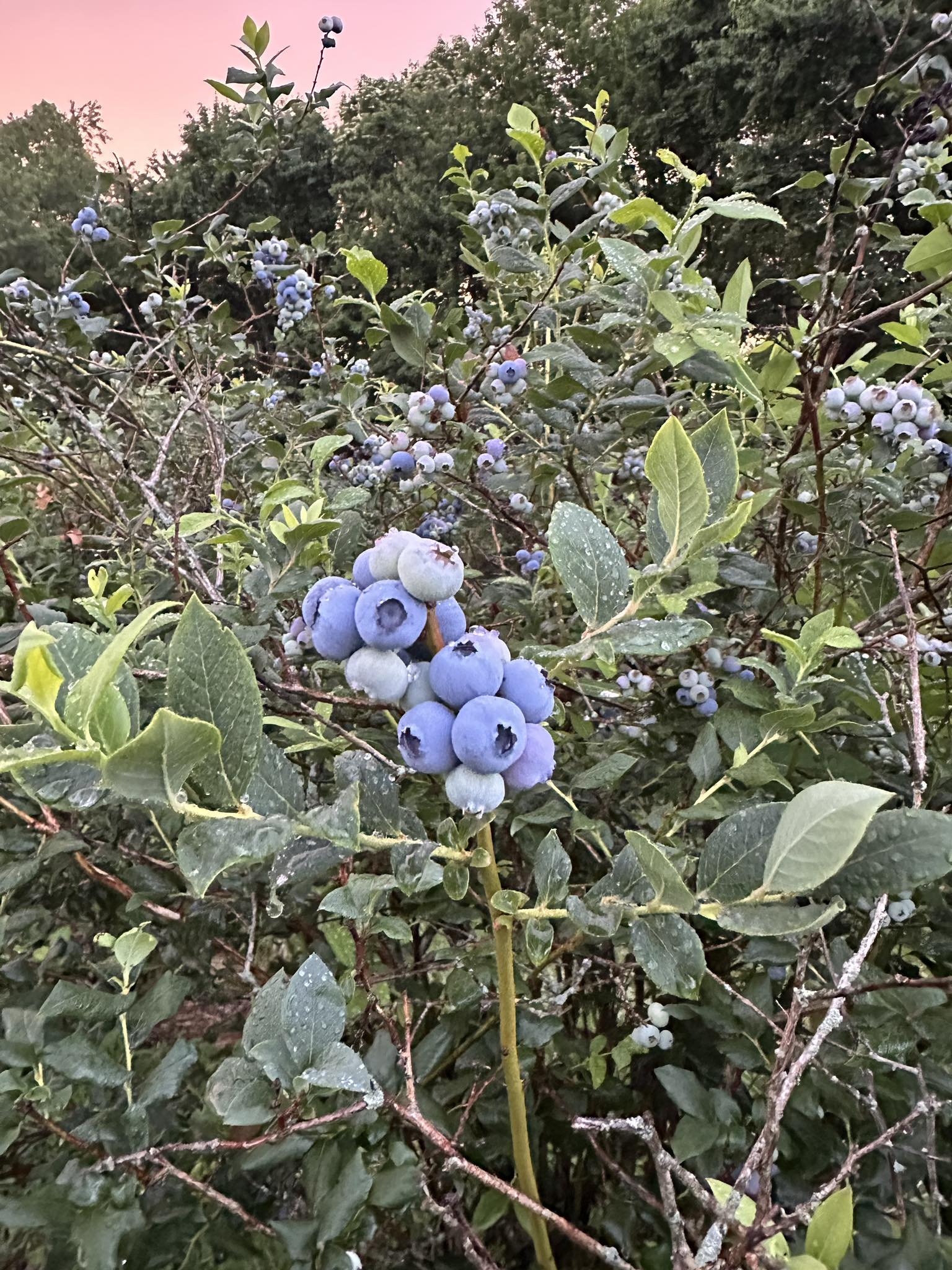 Blueberry Ridge Farm | Fairmont WV