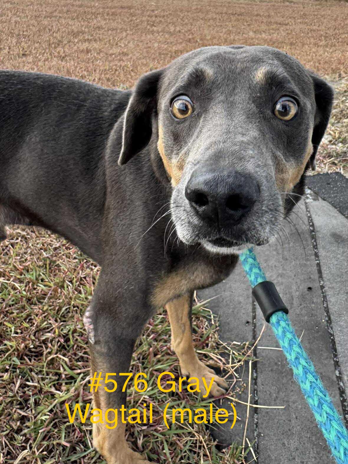 Friends - Godspeed. This dog was euthanized. #576 Intact male Intake 10 ...