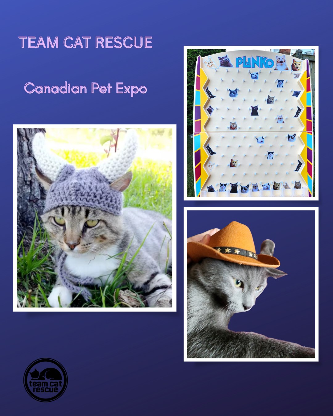 Team Cat Rescue - Today is the last day of the Canadian... | Facebook