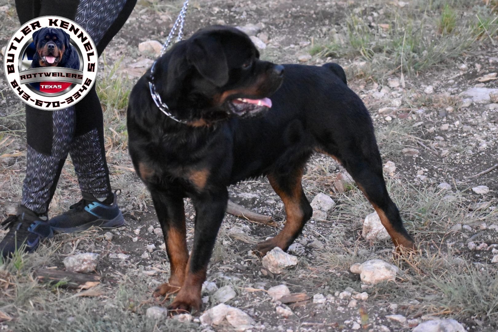 Butler Kennels Rottweilers... - Butler Kennels Rottweilers