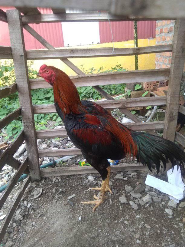 Ayam batu rante | Facebook