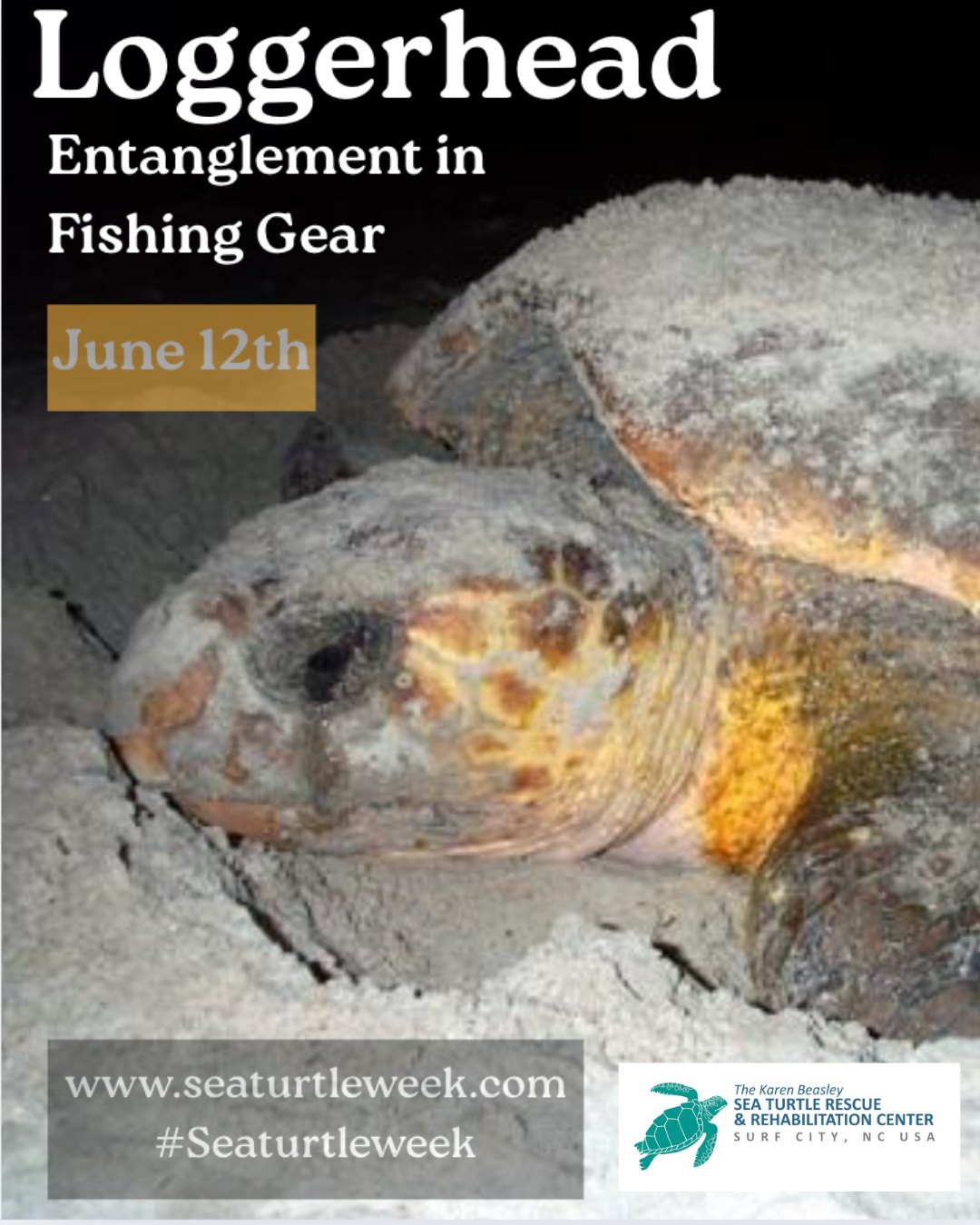 It’s that time of year when Loggerhead sea turtles return to our ...
