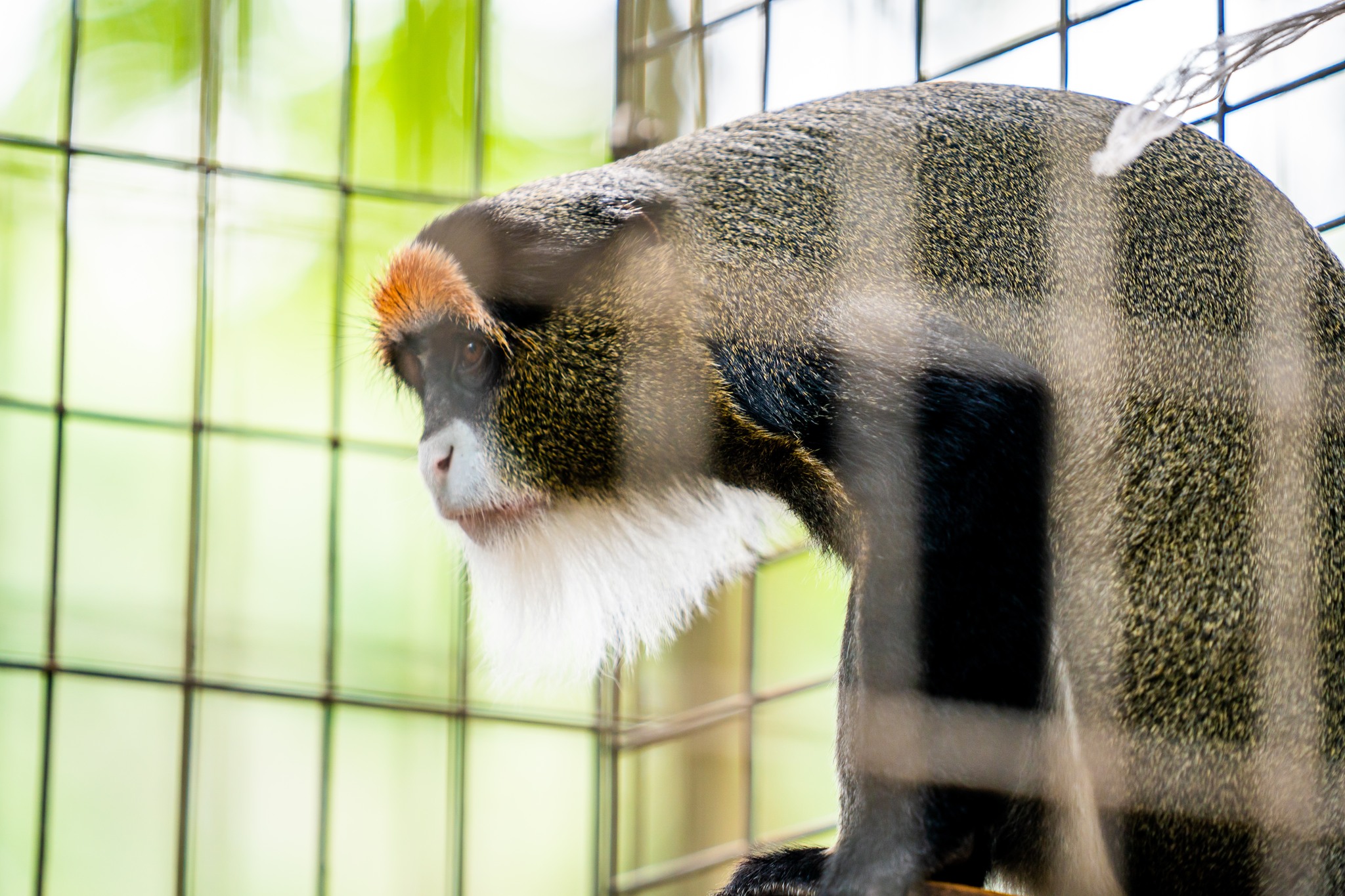 Bee - Nice beard! De Brazza’s monkeys are guenons, a type of Old World ...