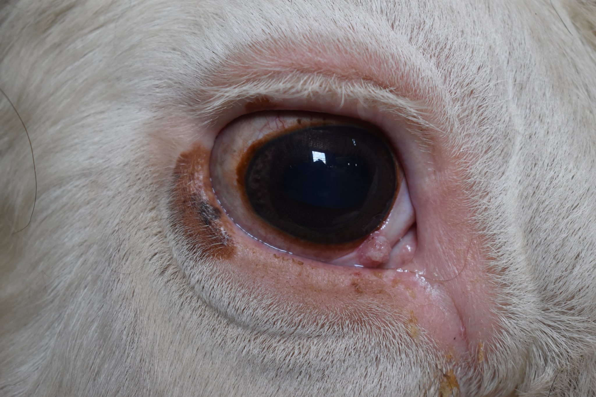 Longcore Cattle - We have made posts before about cancer... | Facebook