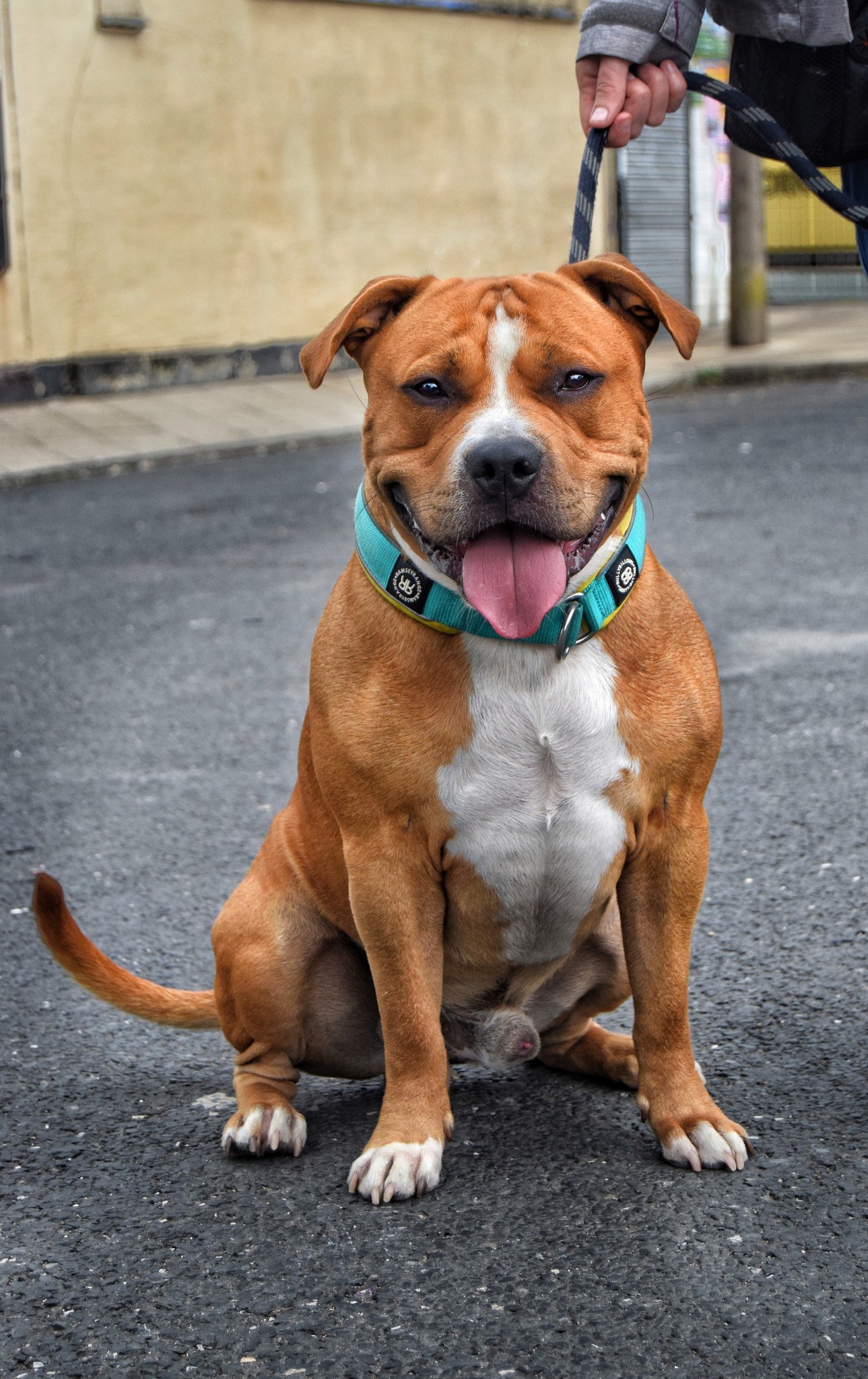 Curated visual reference: Gallery Detail: Bark Meet Scrappy Scrappy Is A Lovely American Staffordshire