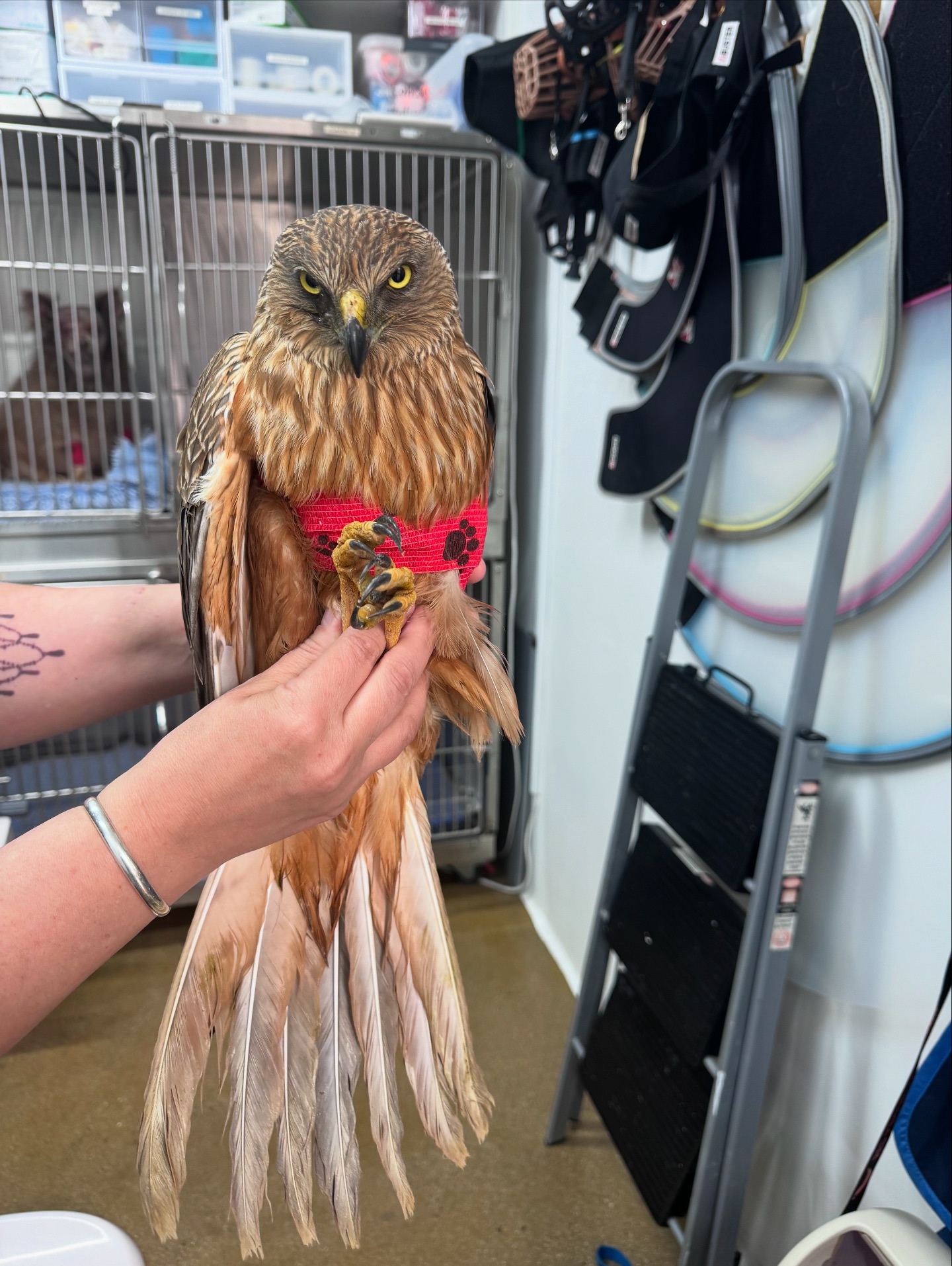 Raptor Refuge - 🦅 Swamp Harrier Needing a Lift to Raptor... | Facebook