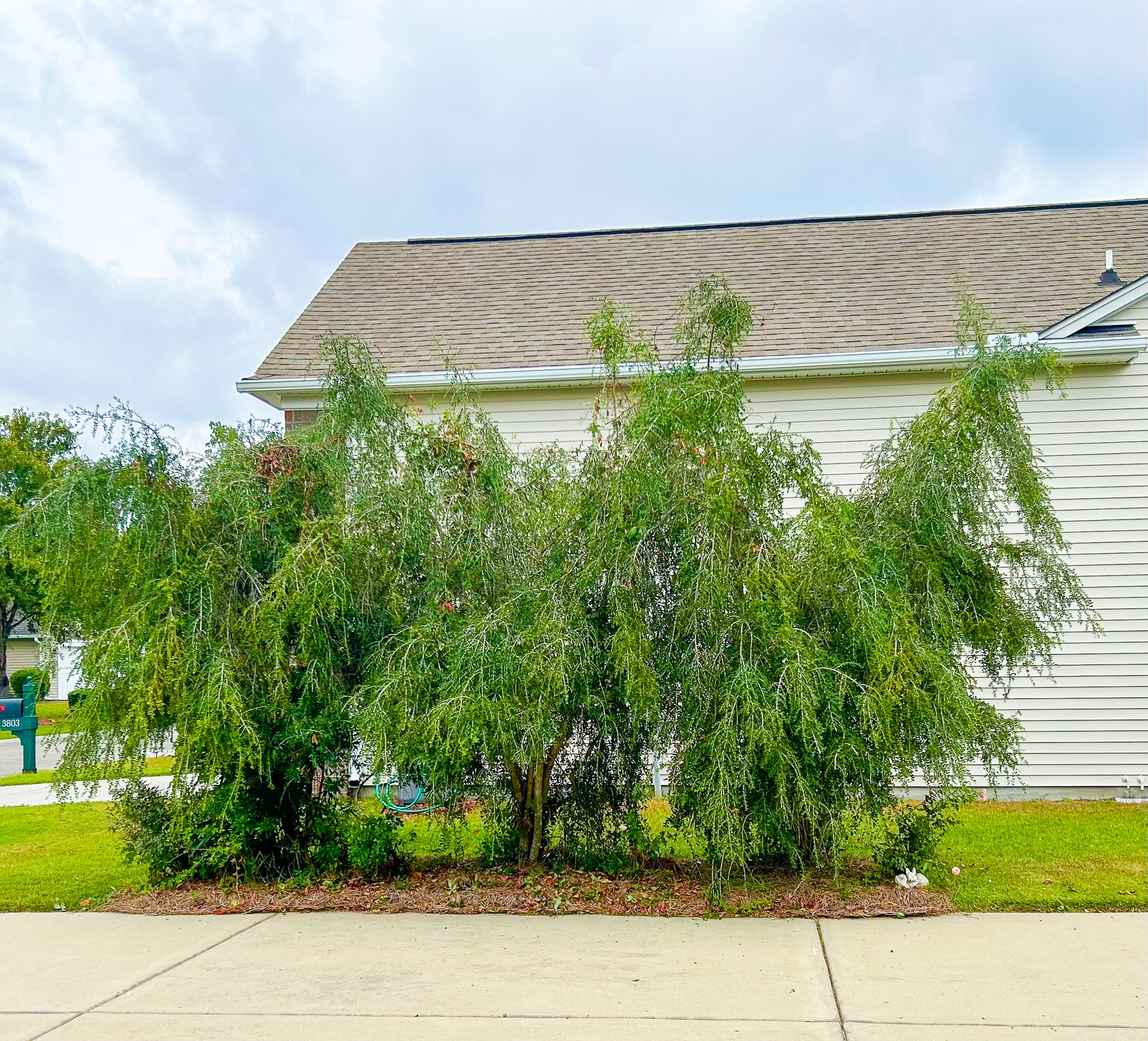 City - 🌳 Tree of the Month: The Weeping Yaupon (Ilex vomitoria pendulua ...