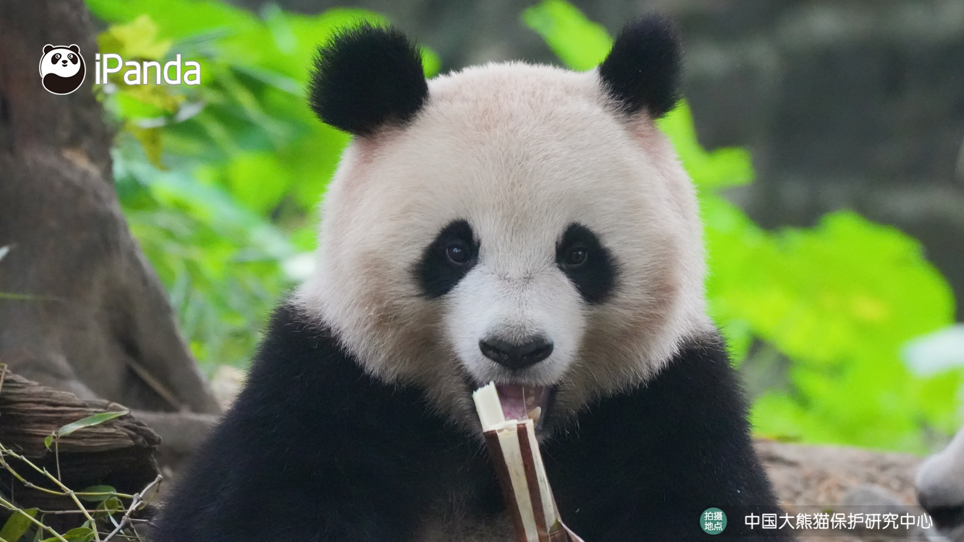 A multi-angle showcase of the little cutie Chun Yu. #panda