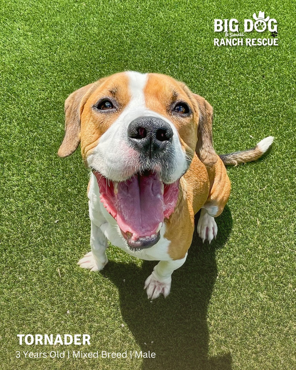 Woooosh! 🌪️ Tornader just blew... - Big Dog Ranch Rescue | Facebook