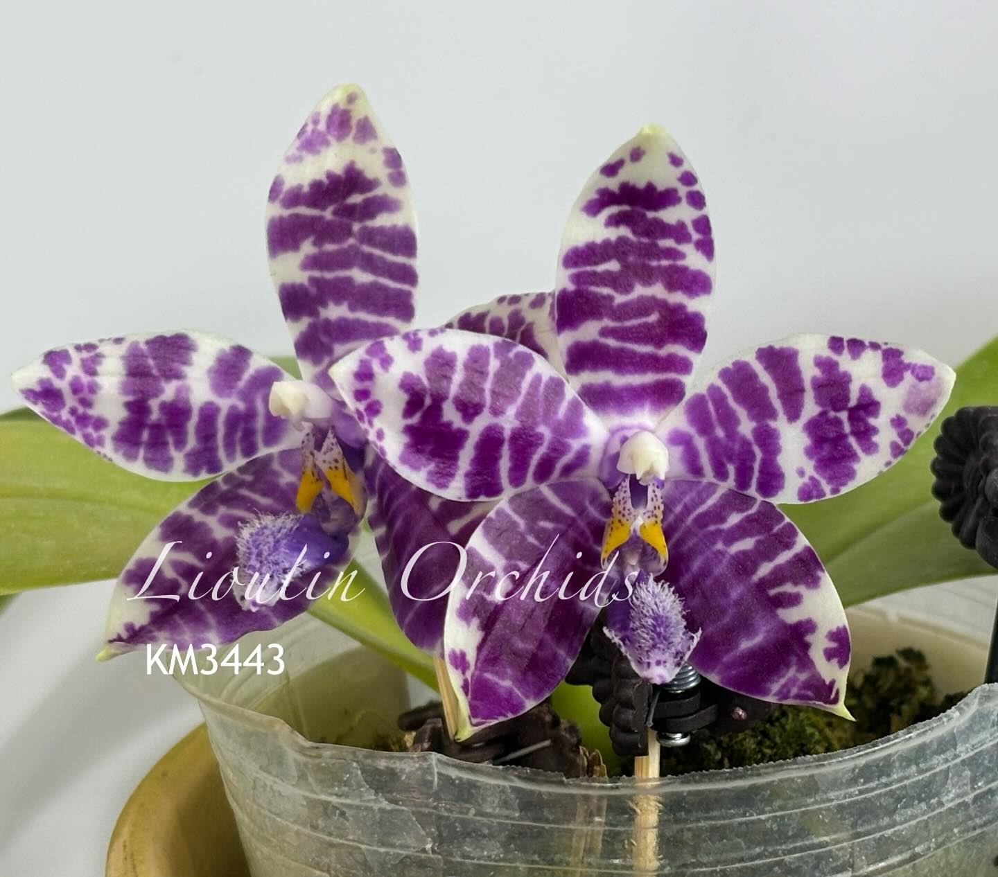 胡蝶蘭Jamboree Blossom x Liou Blue Parrot Phal.Jamboree Blossom x