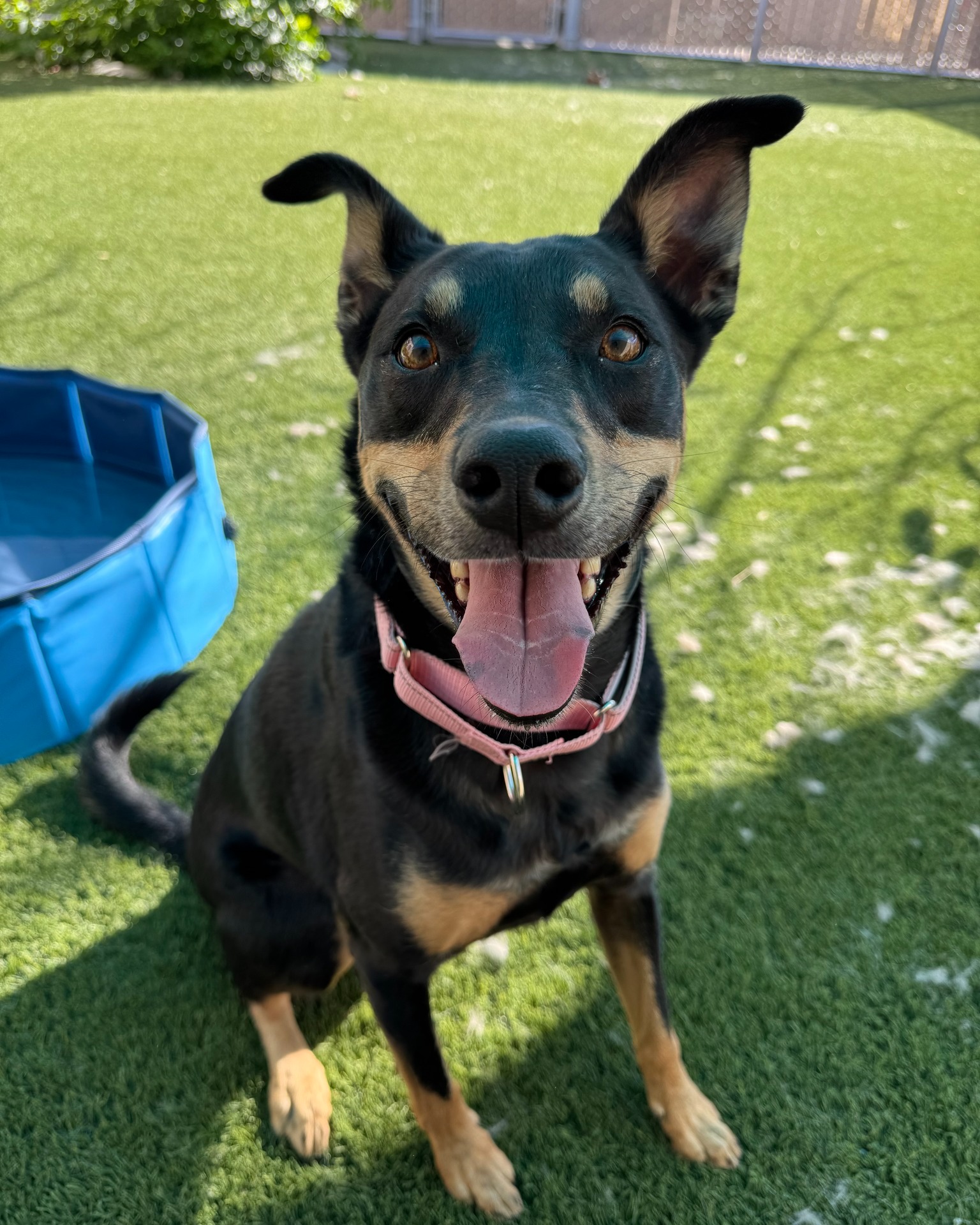 SPCA of Northern Nevada | Reno NV
