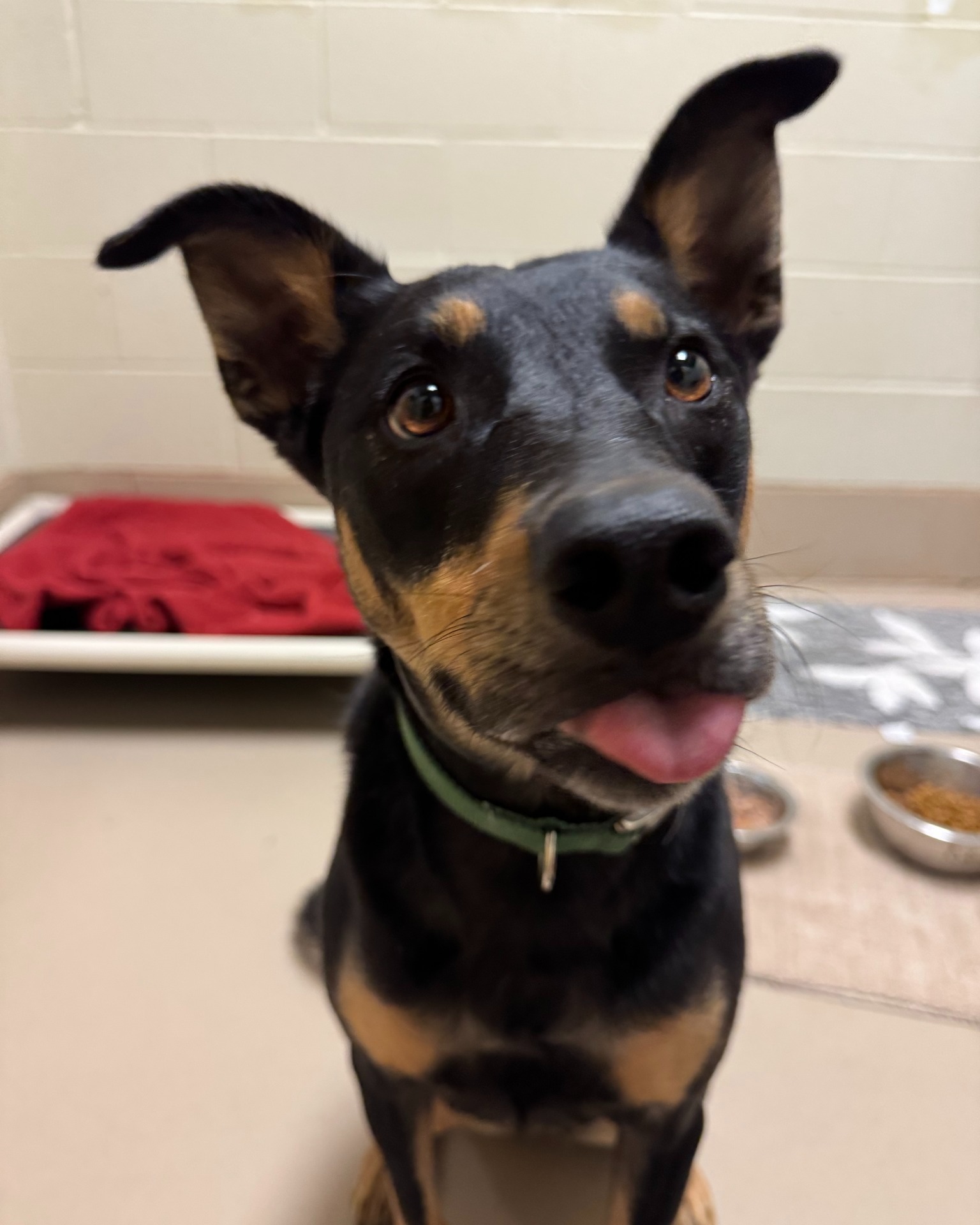 SPCA of Northern Nevada | Reno NV
