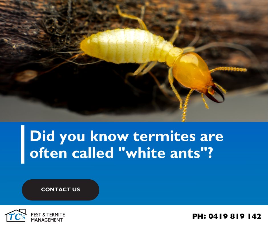 TC's - Did you know termites are often called 