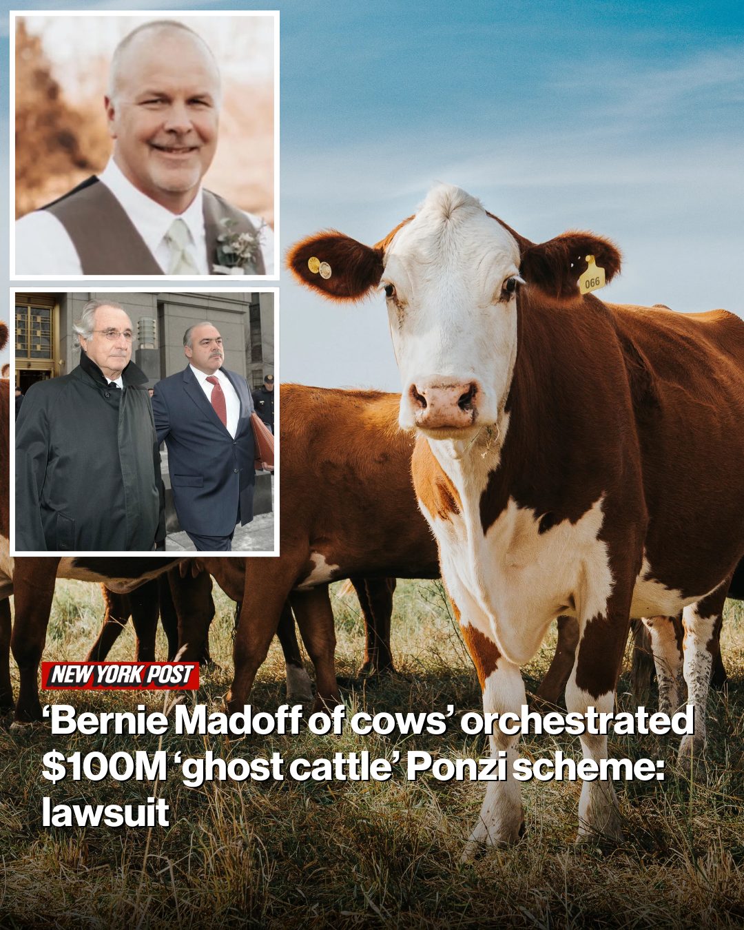 New - The fallout has shaken the local agricultural community and left ...