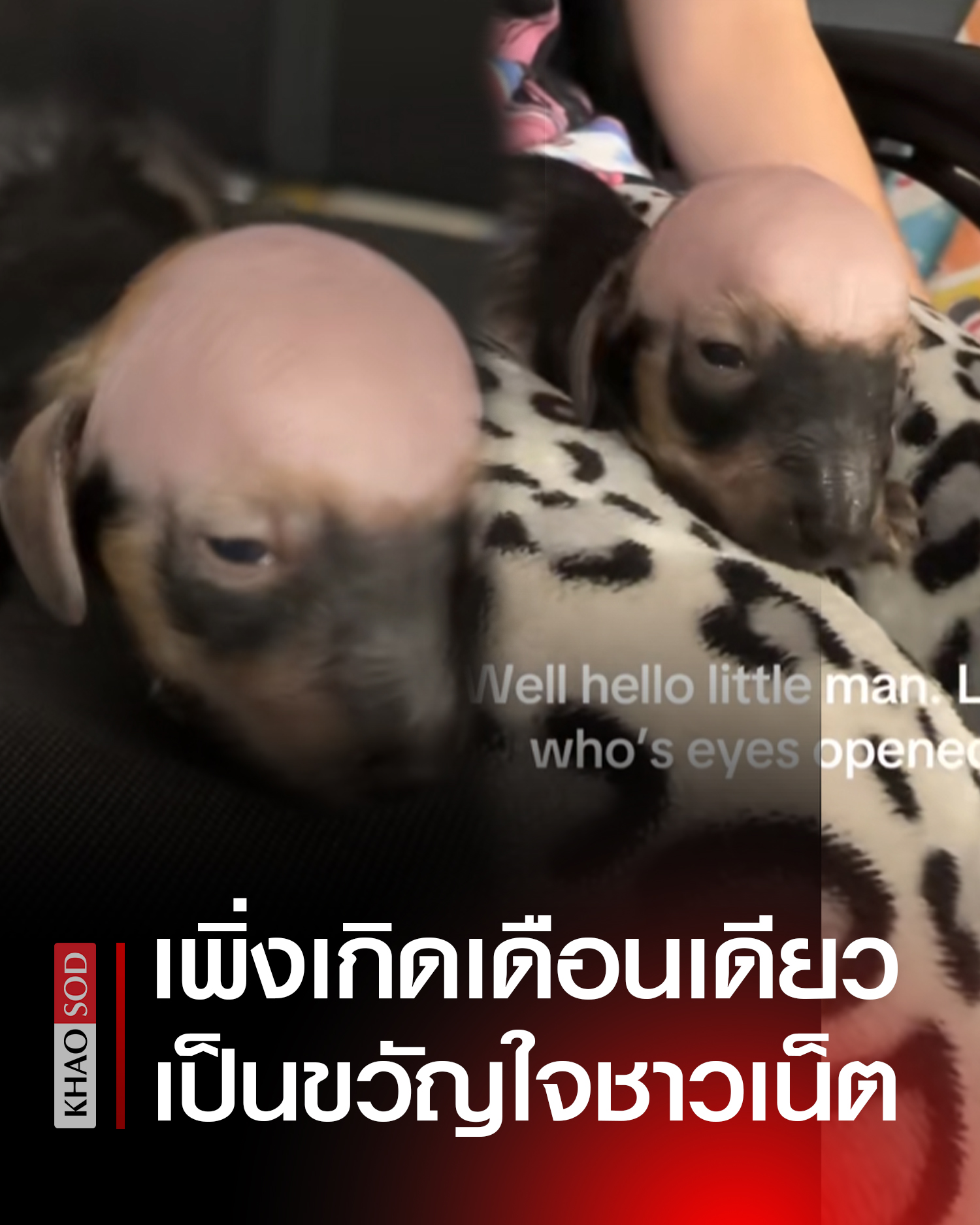 Khaosod - ข่าวสด - คอร์เนเลียส (Cornelius) ลูกสุนัขพันธุ์ดัชชุน ...