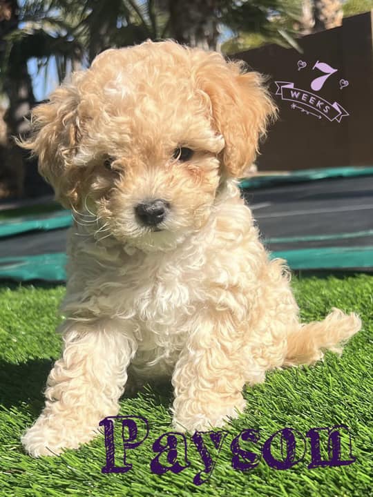 Cockapoo Puppies in Gilbert Arizona