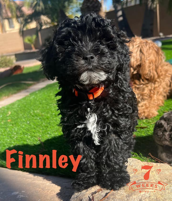 Cockapoo Puppies in Gilbert Arizona