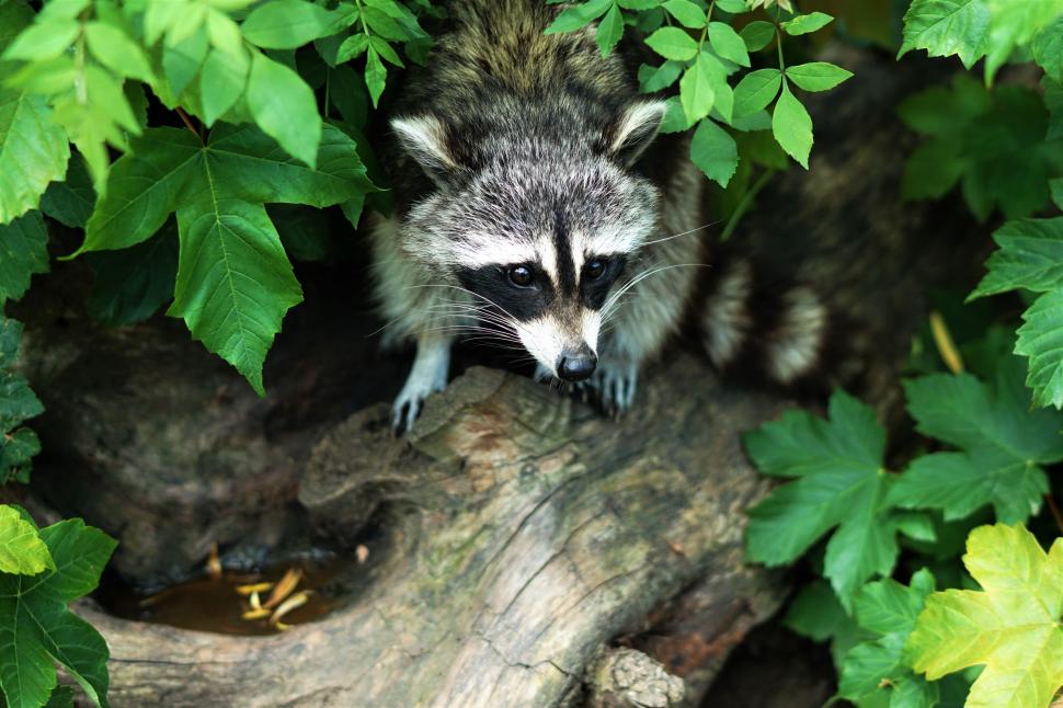 Niagara - Niagara County Department of Health Reports Rabid Raccoon in ...