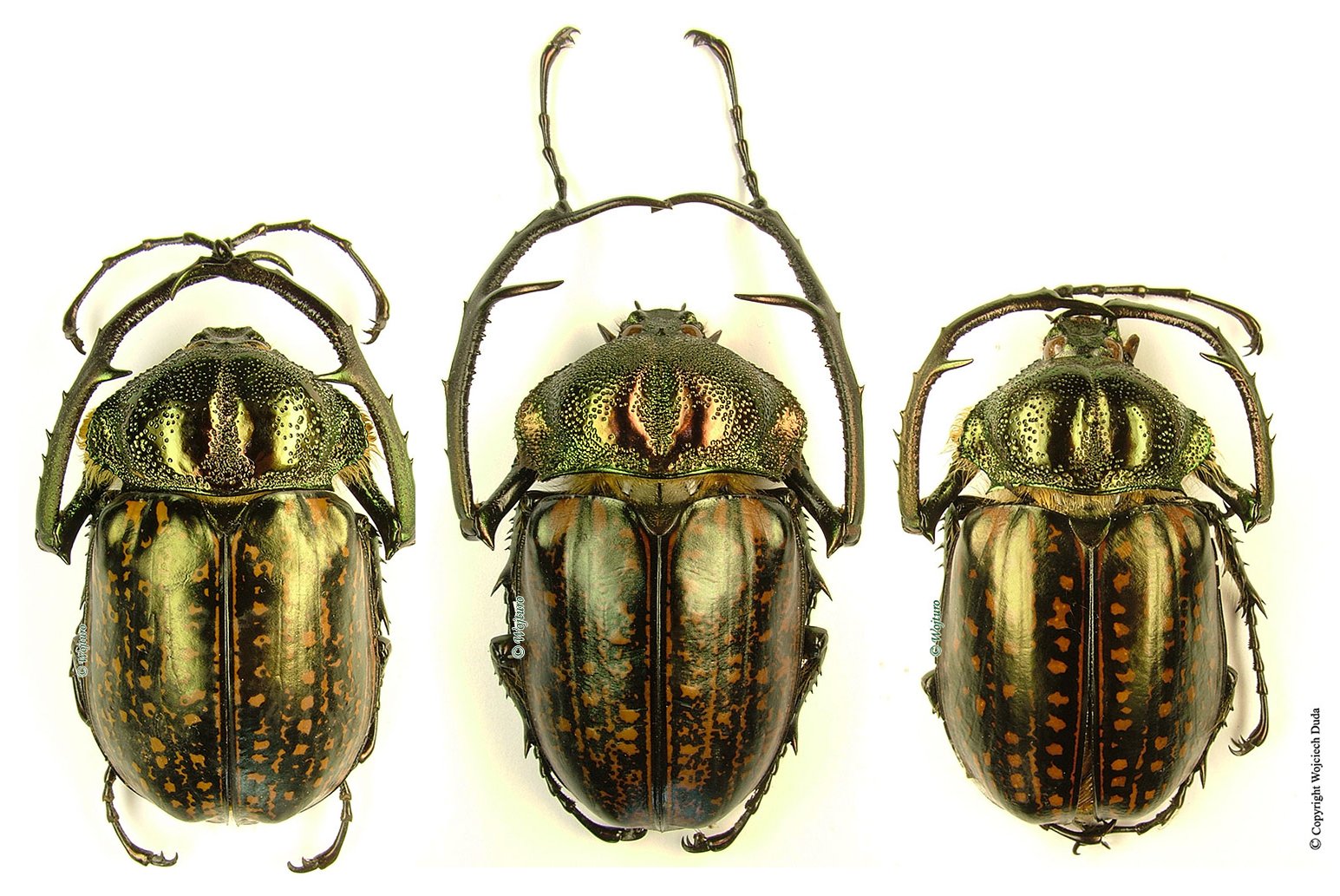 Insect-shop - New stock aveilable including: Cheirotonus... | Facebook