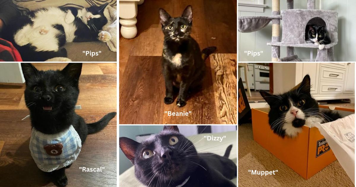 Meow 😻 Hi there! Welcome to the Cat... - Cat Care Solutions | Facebook