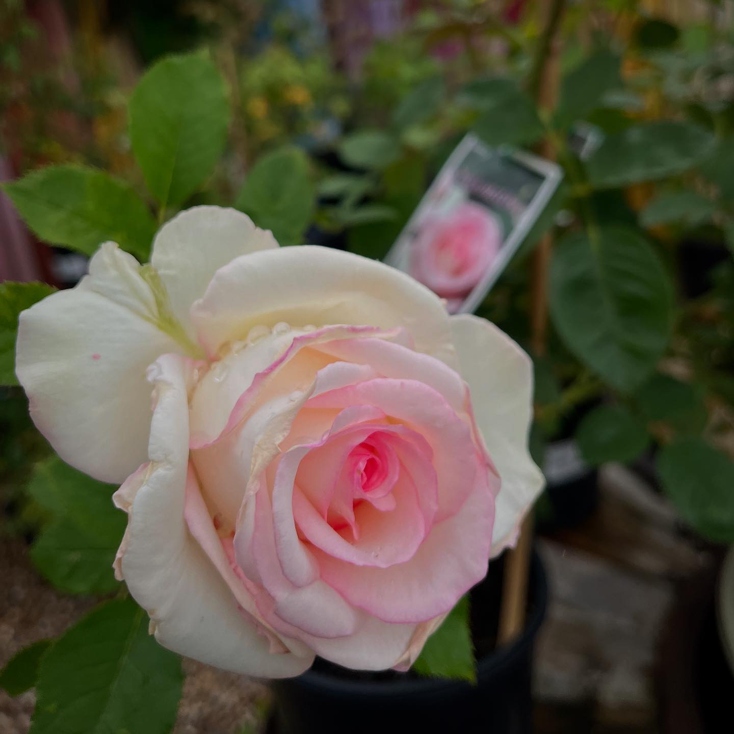 Moonstone Hybrid Tea Rose Organic Garden Dreams: September Roses