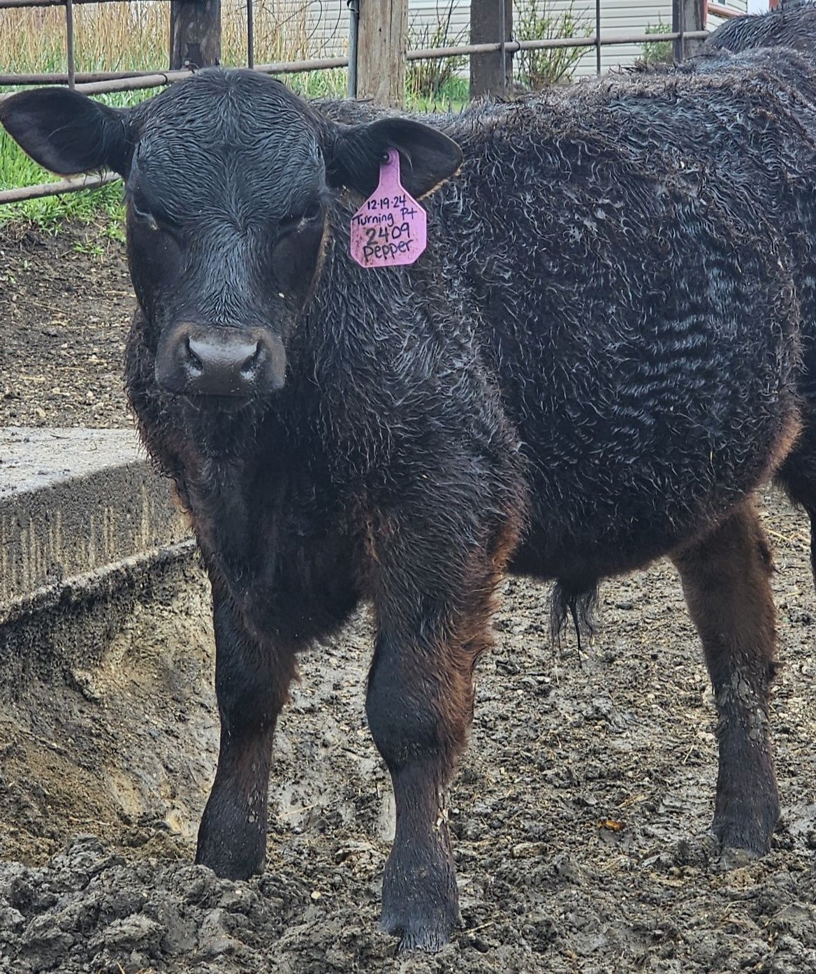 Double B Angus | Manson IA