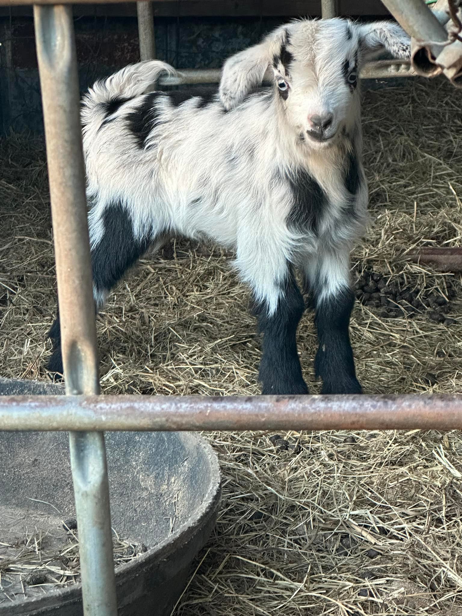 Taylor Farms Goats & Cattle | Crawford MS