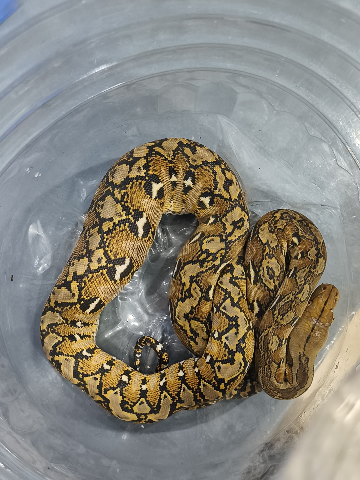 Naga City ENRO - Sarong Reticulated Python o sawa ang... | Facebook