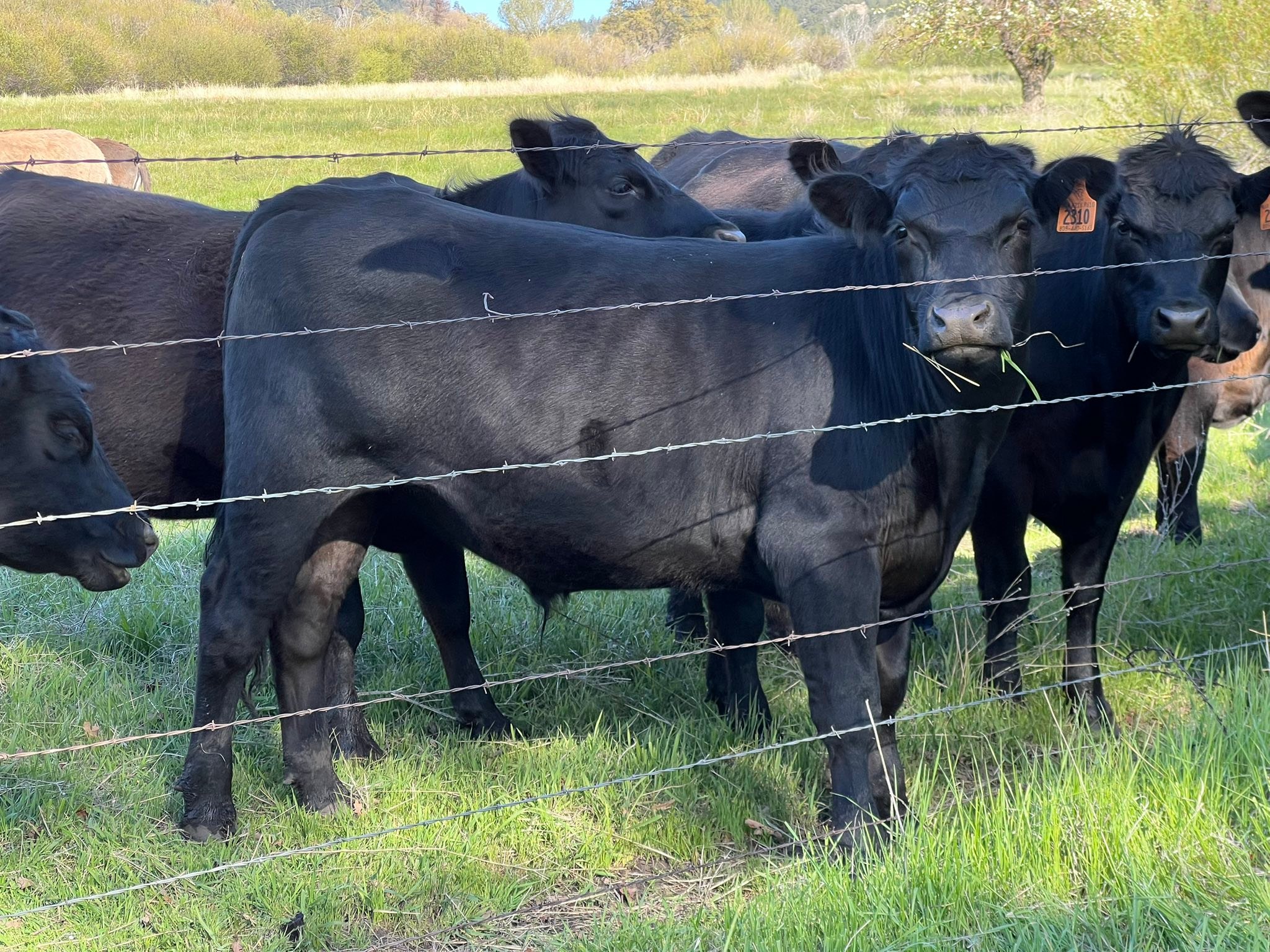 Spring Oaks Ranch Beef