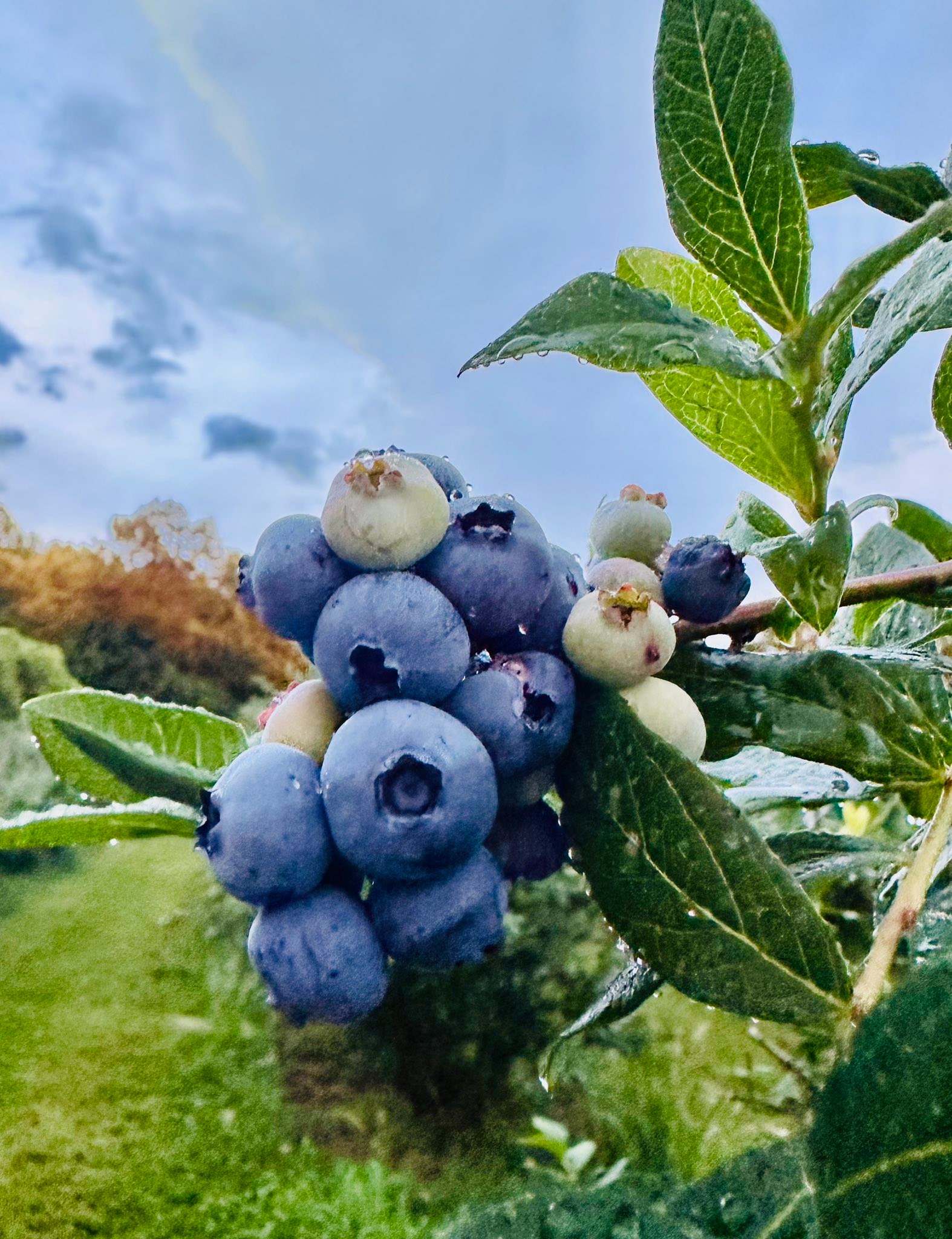 Blueberry Ridge Farm | Fairmont WV