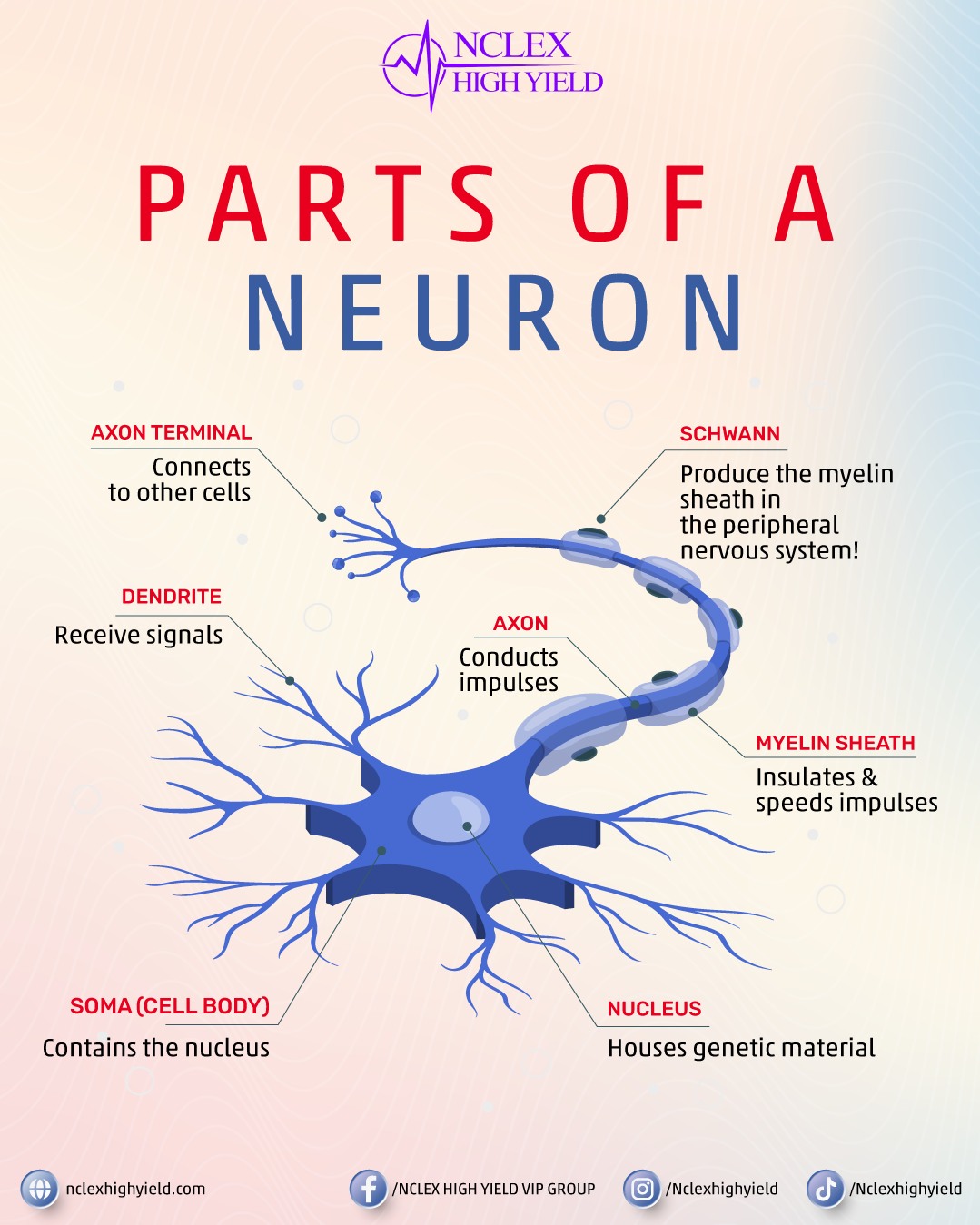 NCLEX - 🧠 Dive into the basics of neuroscience with the parts of a ...
