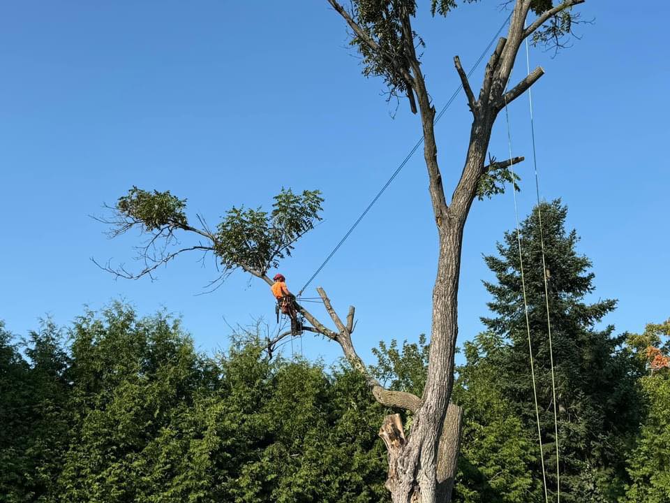 Tree Logistics - Tree Logistics added a new photo.