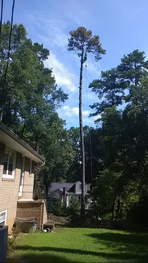 Trees r us | Salisbury NC
