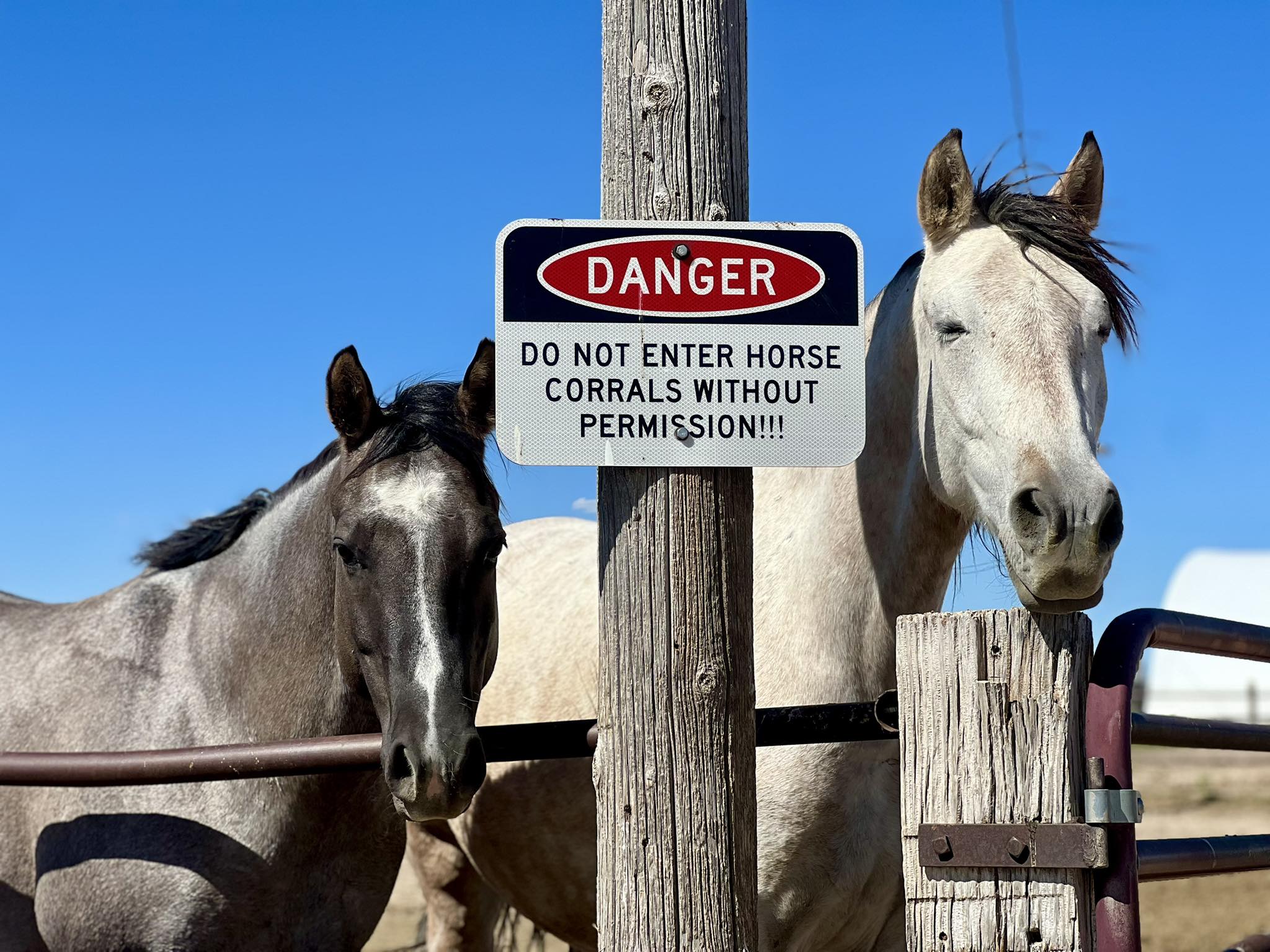 Blue Rose Ranch Horse Rescue & Adoption