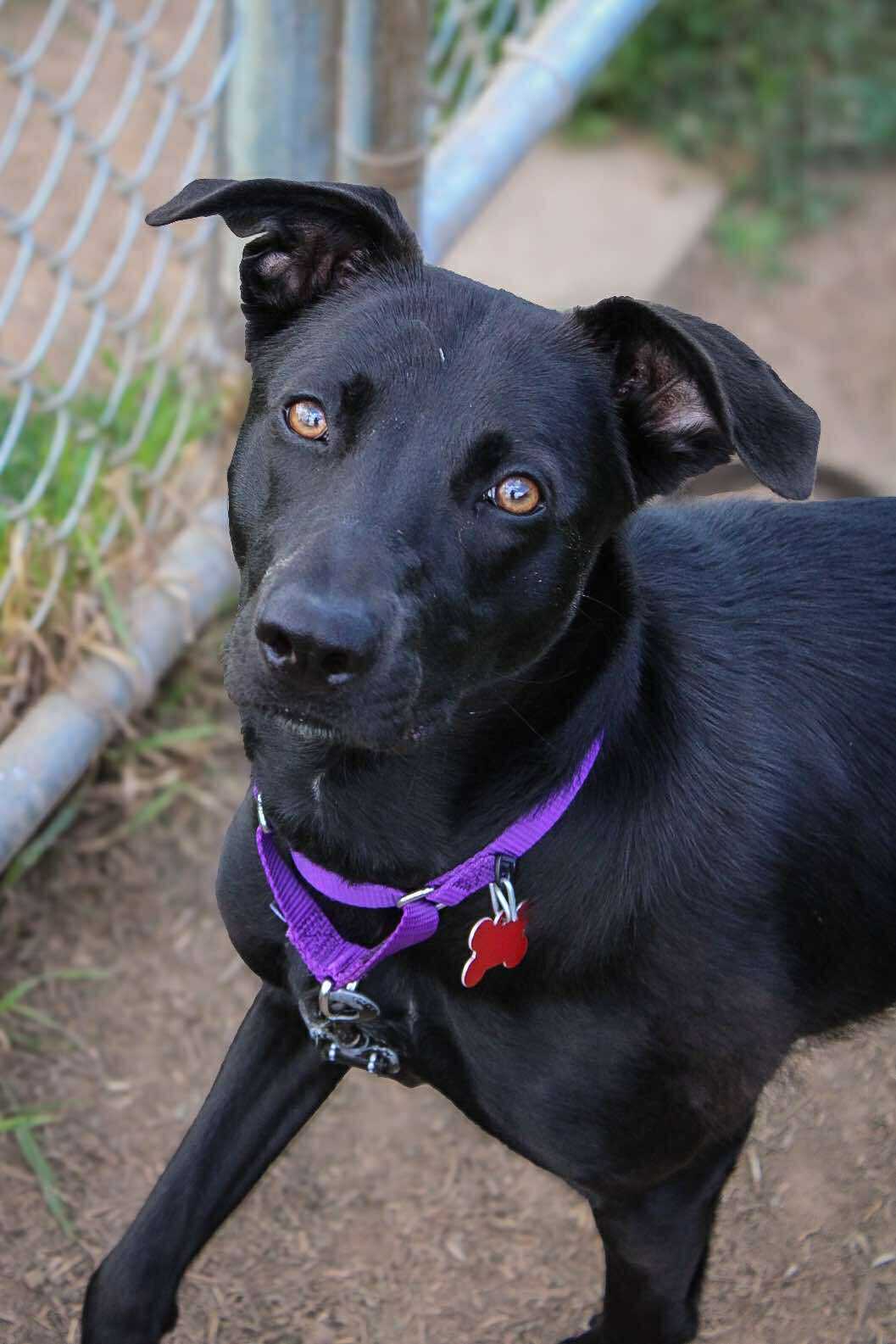 Lakeshore - ***ADOPTED!*** Meet Luci, a sweet and shy 1-year-old Lab ...